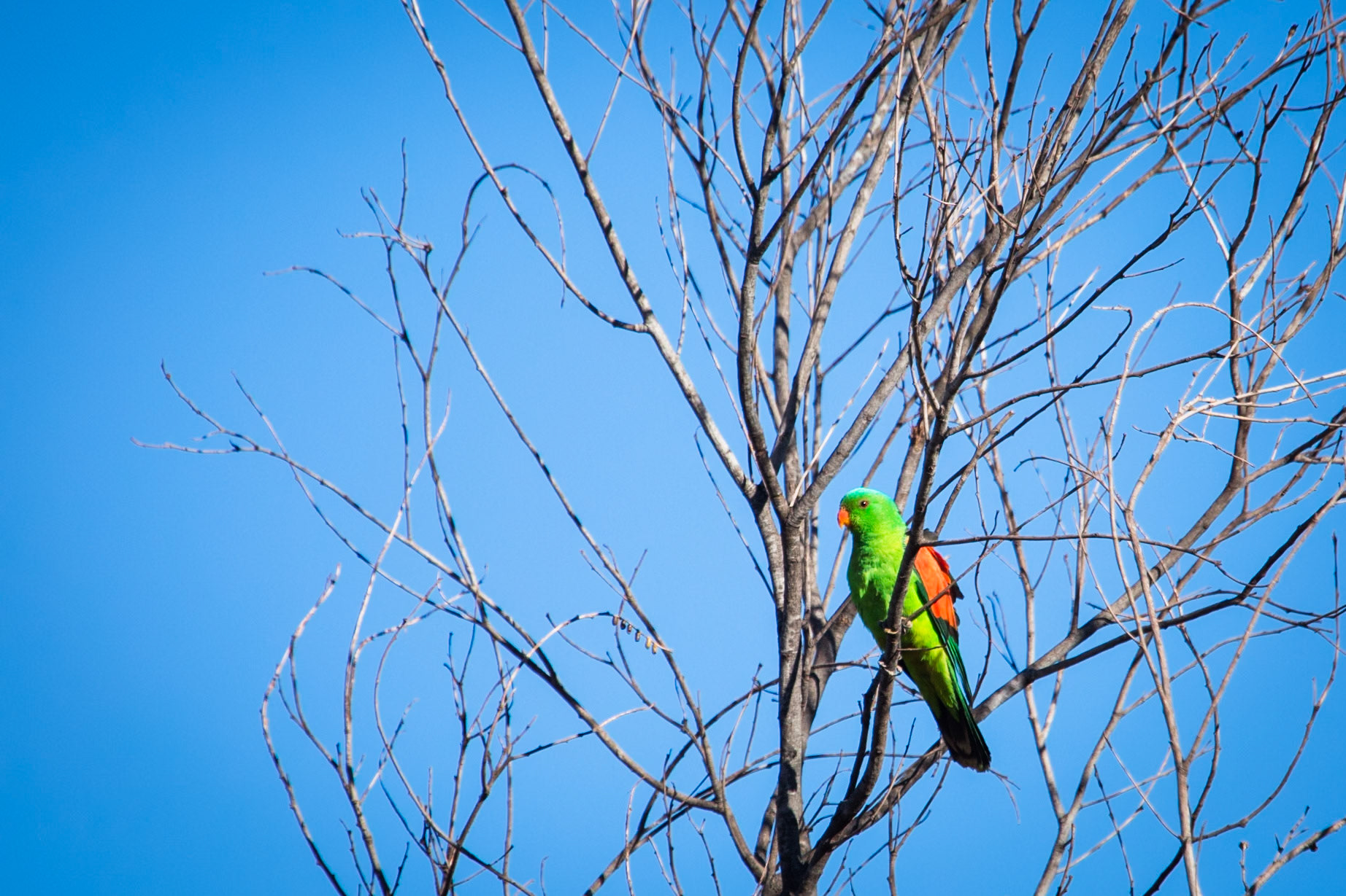 Red-winged parrot, El Questro Wilderness Park, The Kimberly, Western Australia
