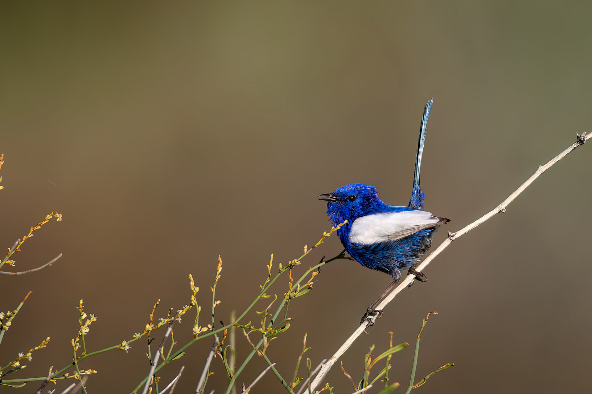 White-winged fairywren, Birdsville, Queensland, Australia