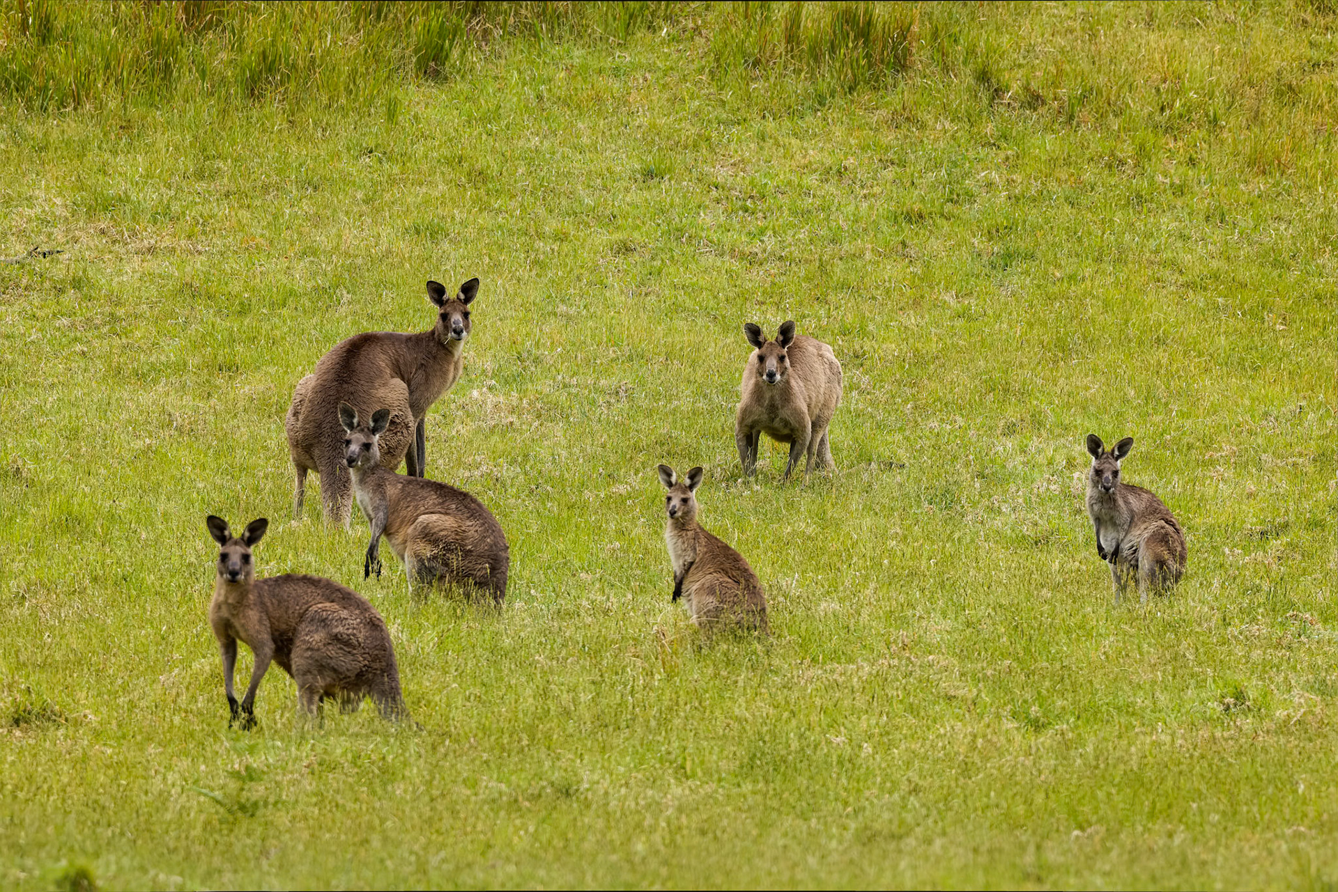 Eastern grey kangaroo, Budderoo National Park, Robertson, NSW, Australia
