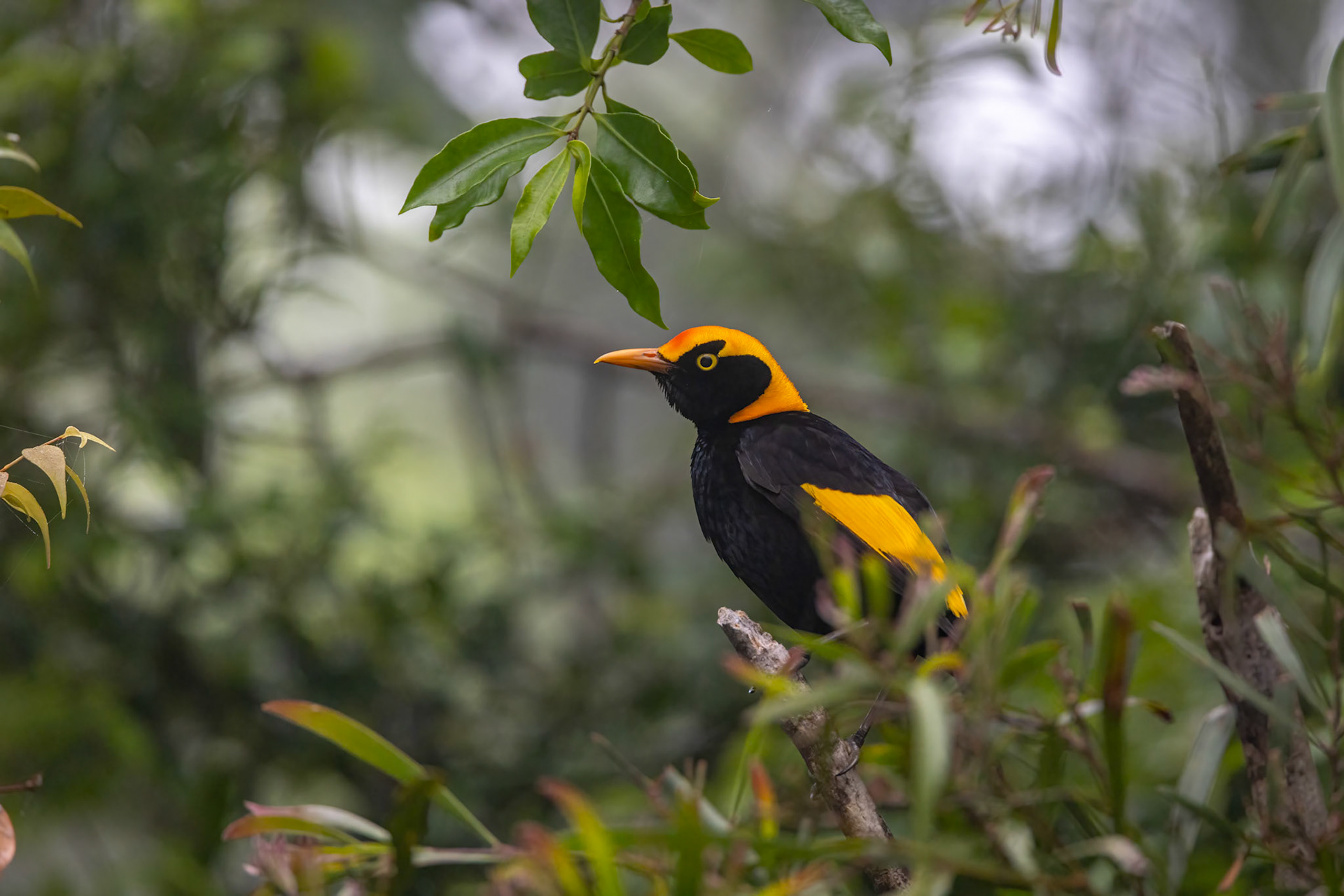 Regent bowerbird, O'Reilly's Rainforest Retreat, Lamington National Park, Queensland, Australia