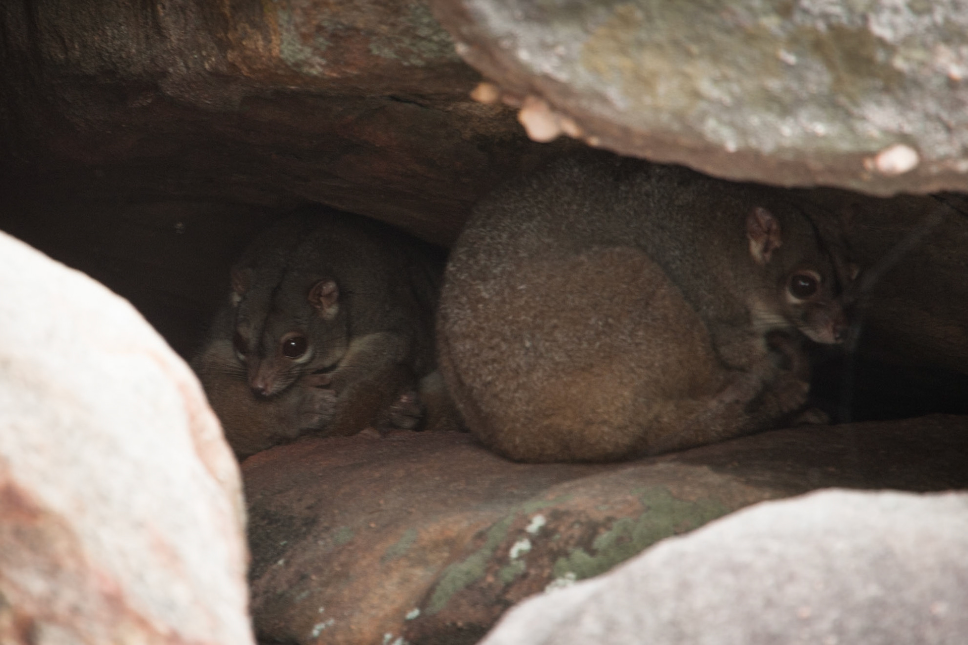 Rock-possums, Mount Borradale, Arnhemland, Northern Territory