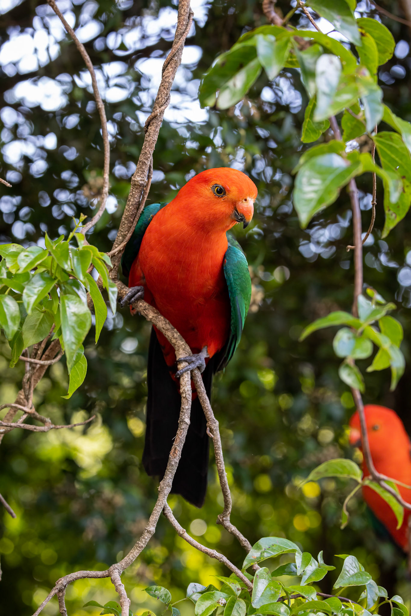 Australian king-parrot, O'Reilly's Rainforest Retreat, Lamington National Park, Queensland, Australia