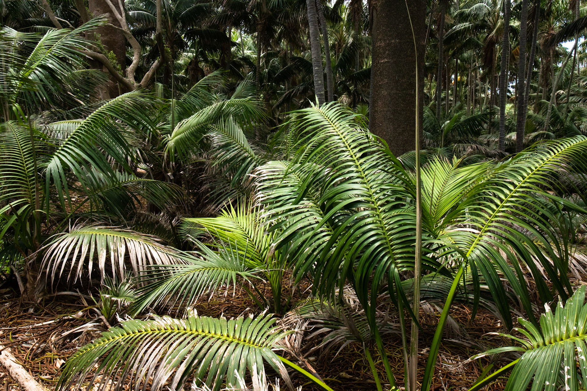 Kentia palms, Lord Howe Island, New South Wales, Australia