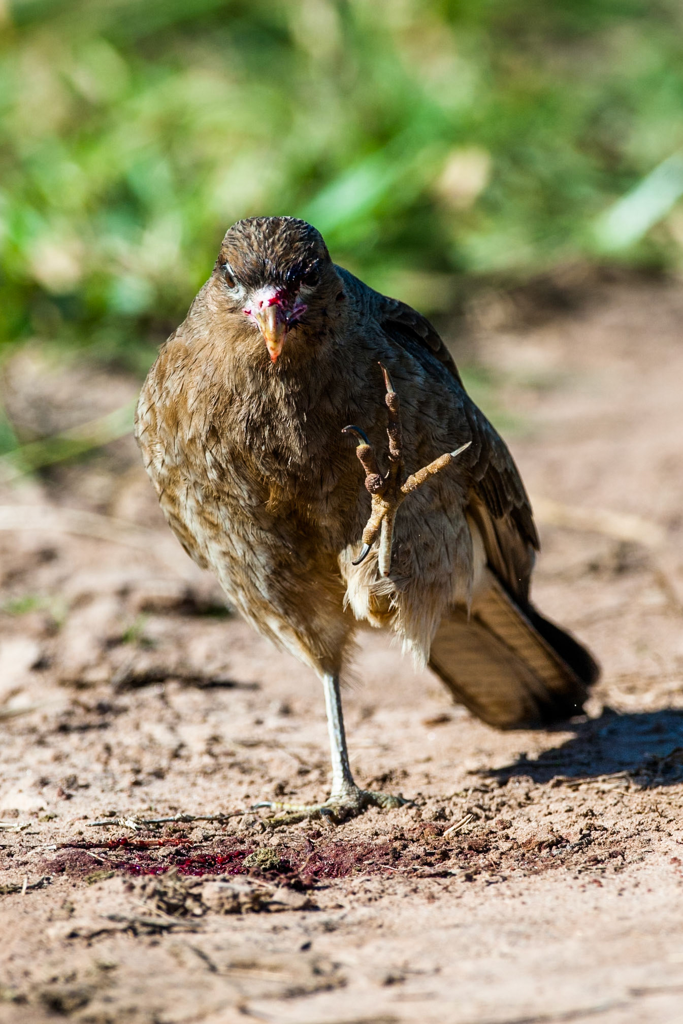 Puerto Valle Esteros, Ibera wetlands, Corrientes, Argentina