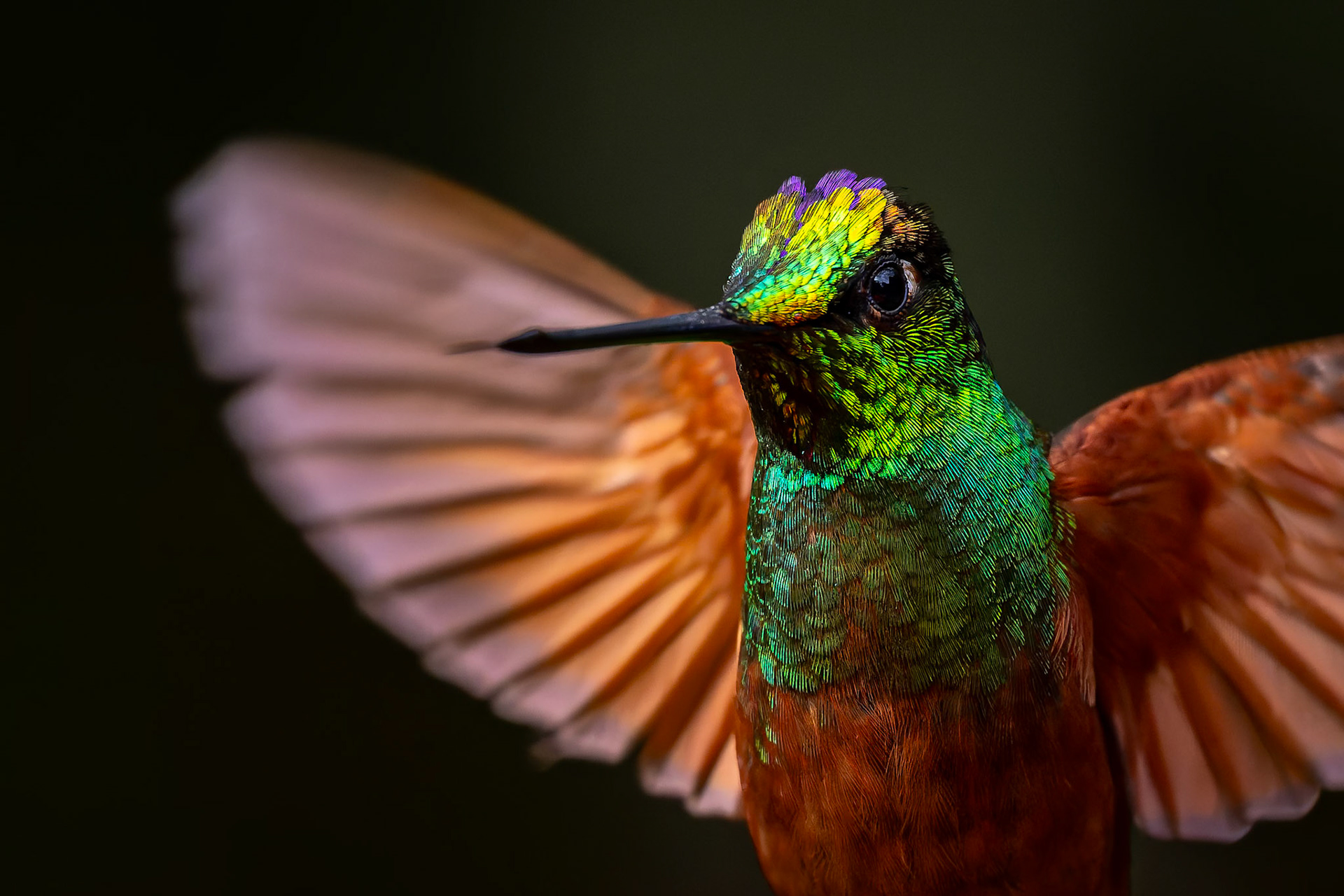 Rainbow starfrontlet, Urraca Lodge, Jorupe National Park, Ecuador