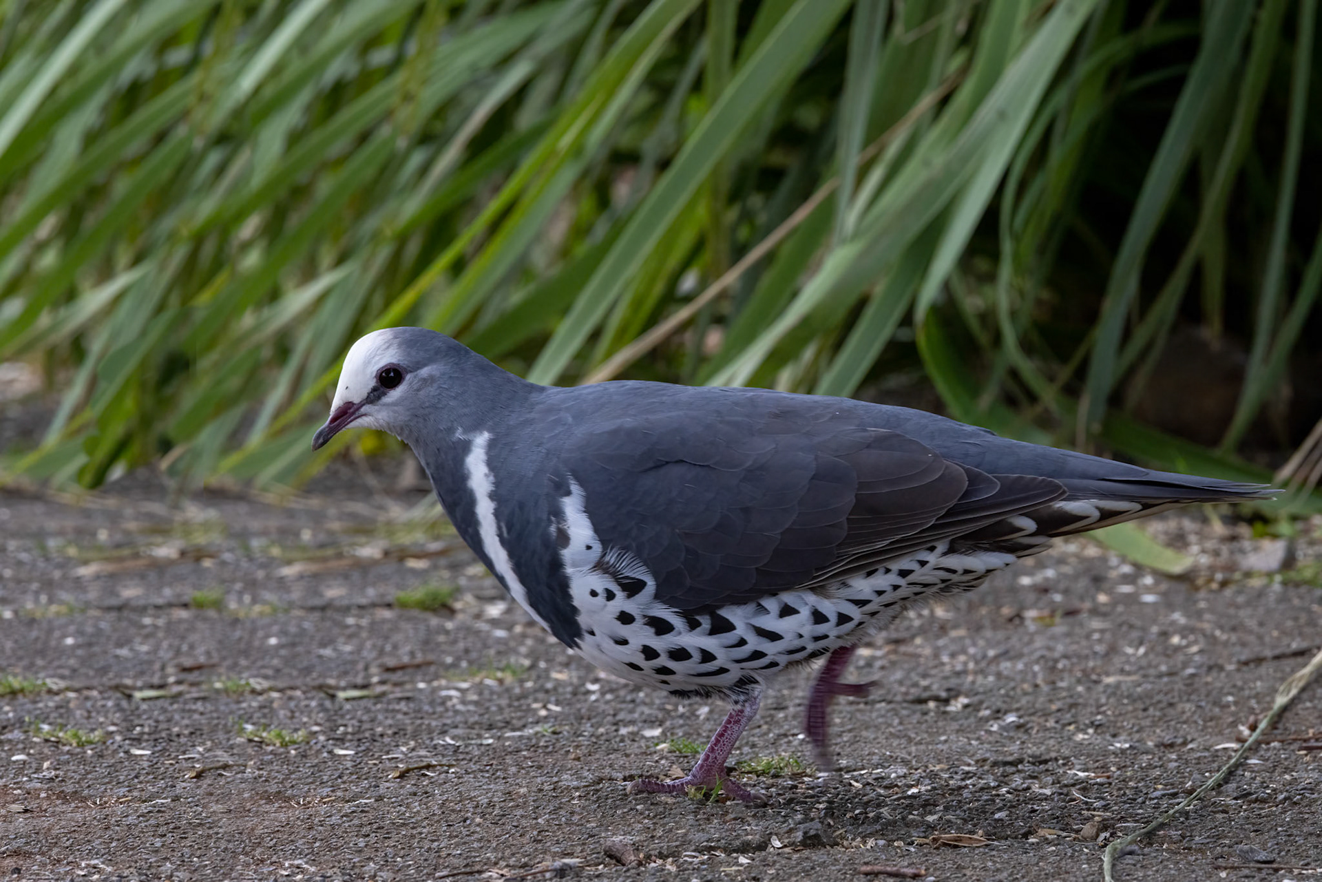 Wonga pigeon, O'Reilly's Rainforest Retreat, Lamington National Park, Queensland, Australia