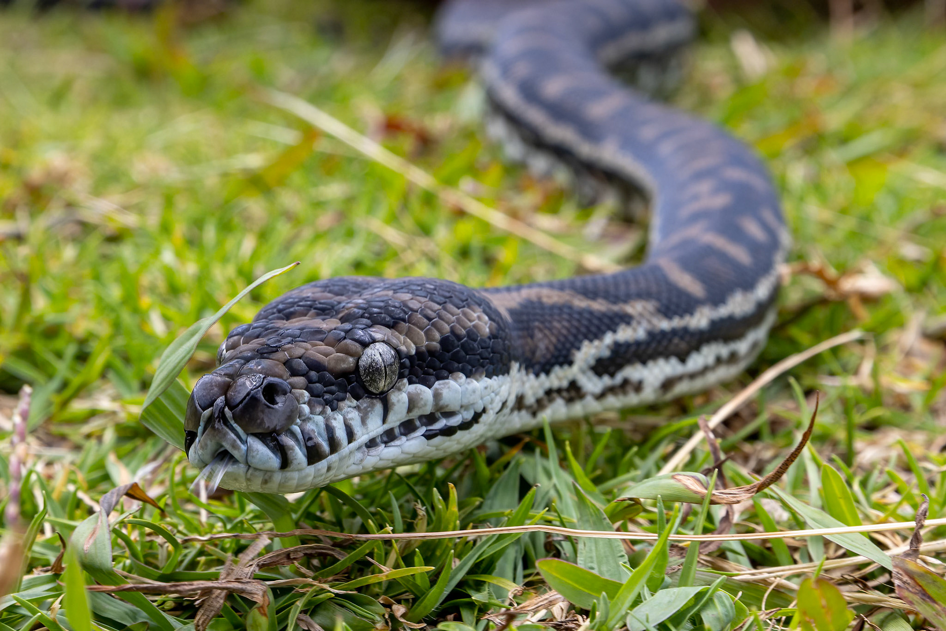 Carpet python, O'Reilly's Rainforest Retreat, Lamington National Park, Queensland, Australia