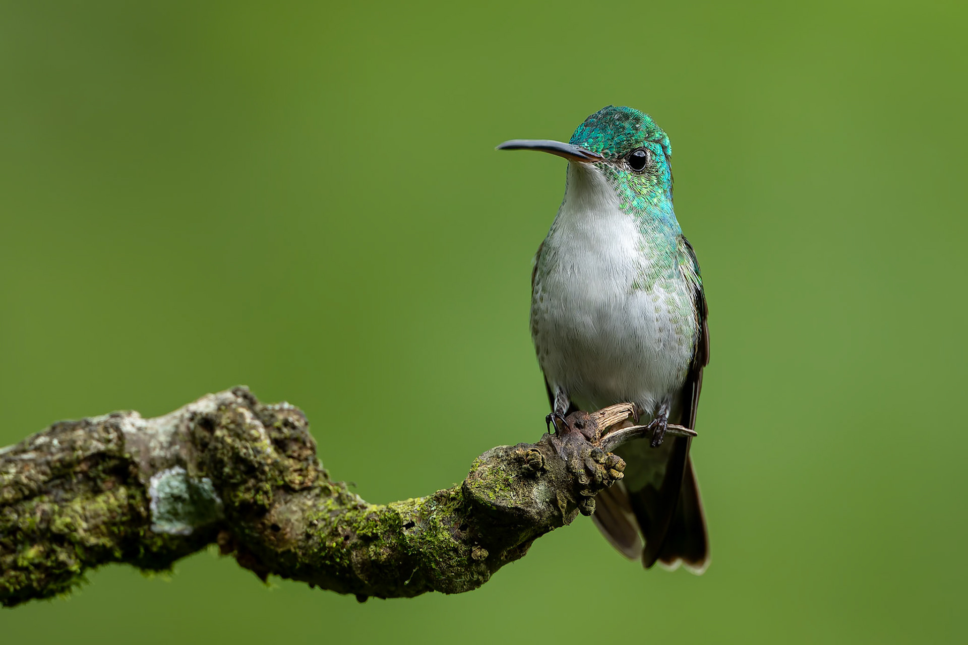 Andean emerald, Umbrella Bird Lodge, Buenaventura Nature Reserve, Ecuador