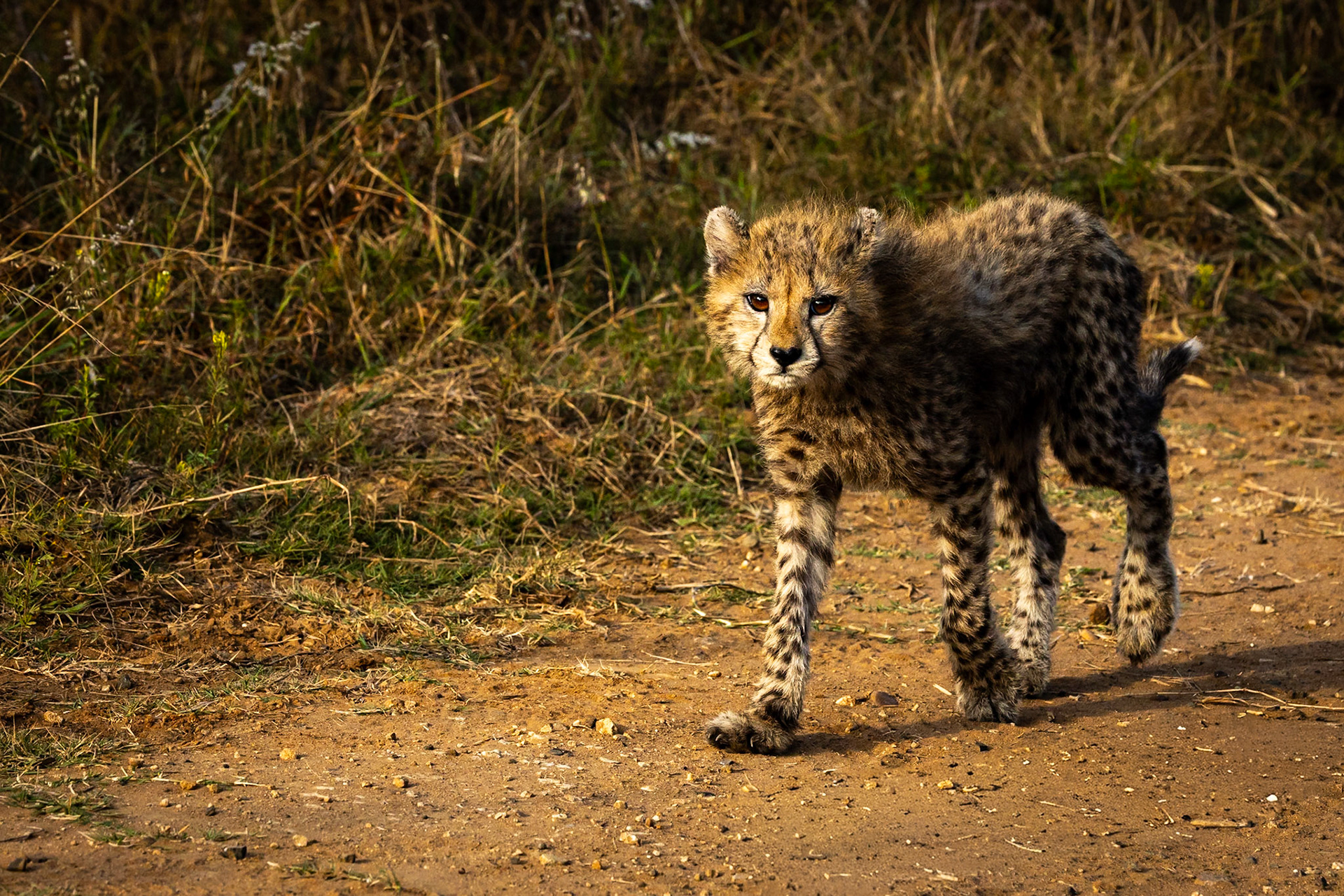 Cheetah, Phinda, South Africa