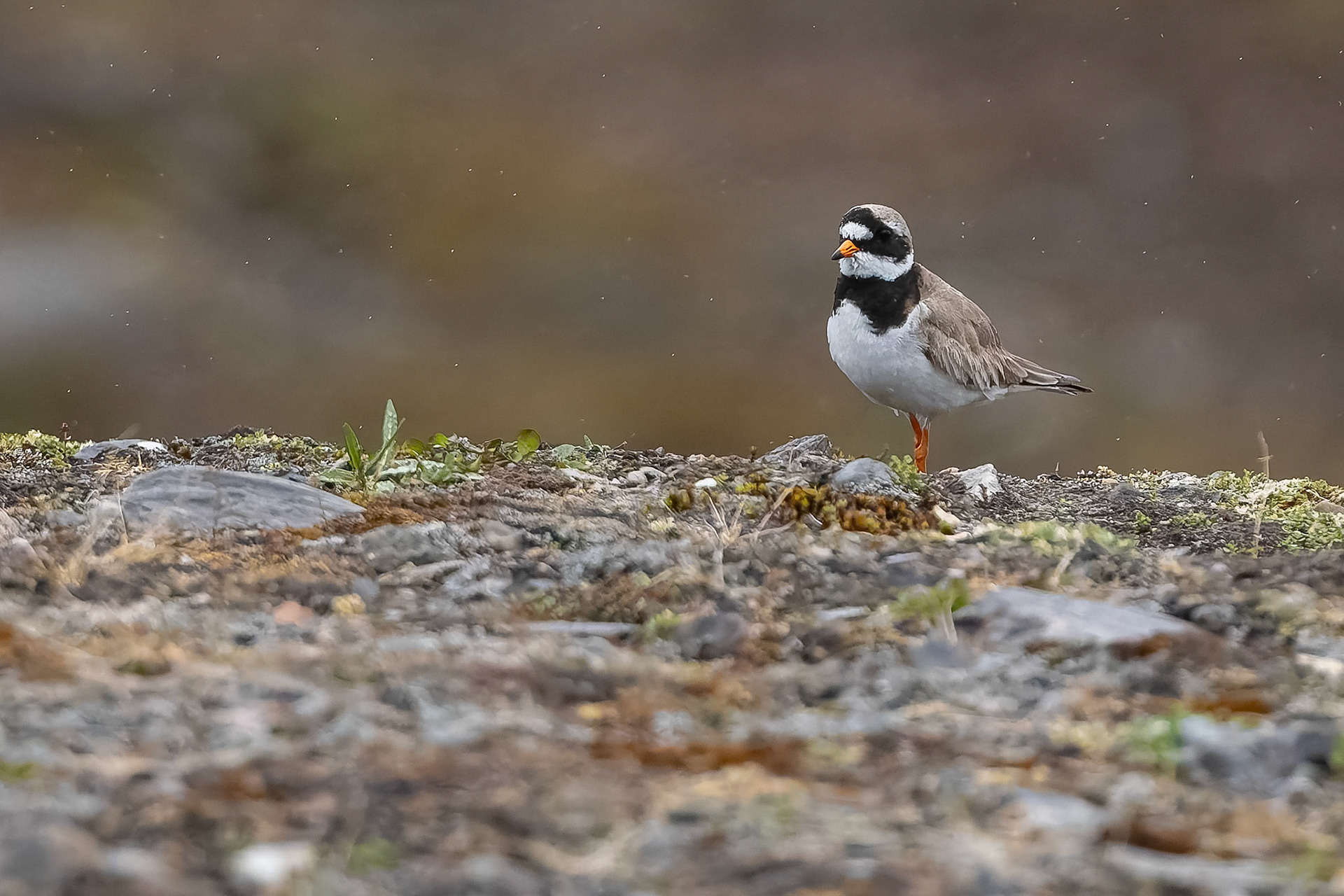 Common ringed-plover, Nylondon, Svalbard, Norway