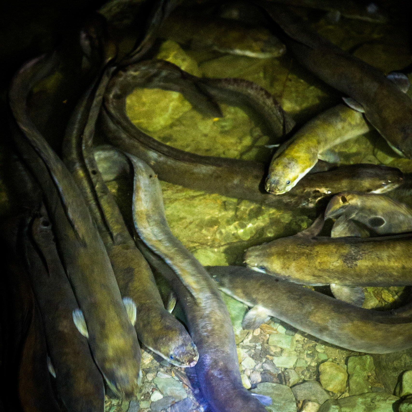 Hollyford Track, Pyke Lodge, New Zealand