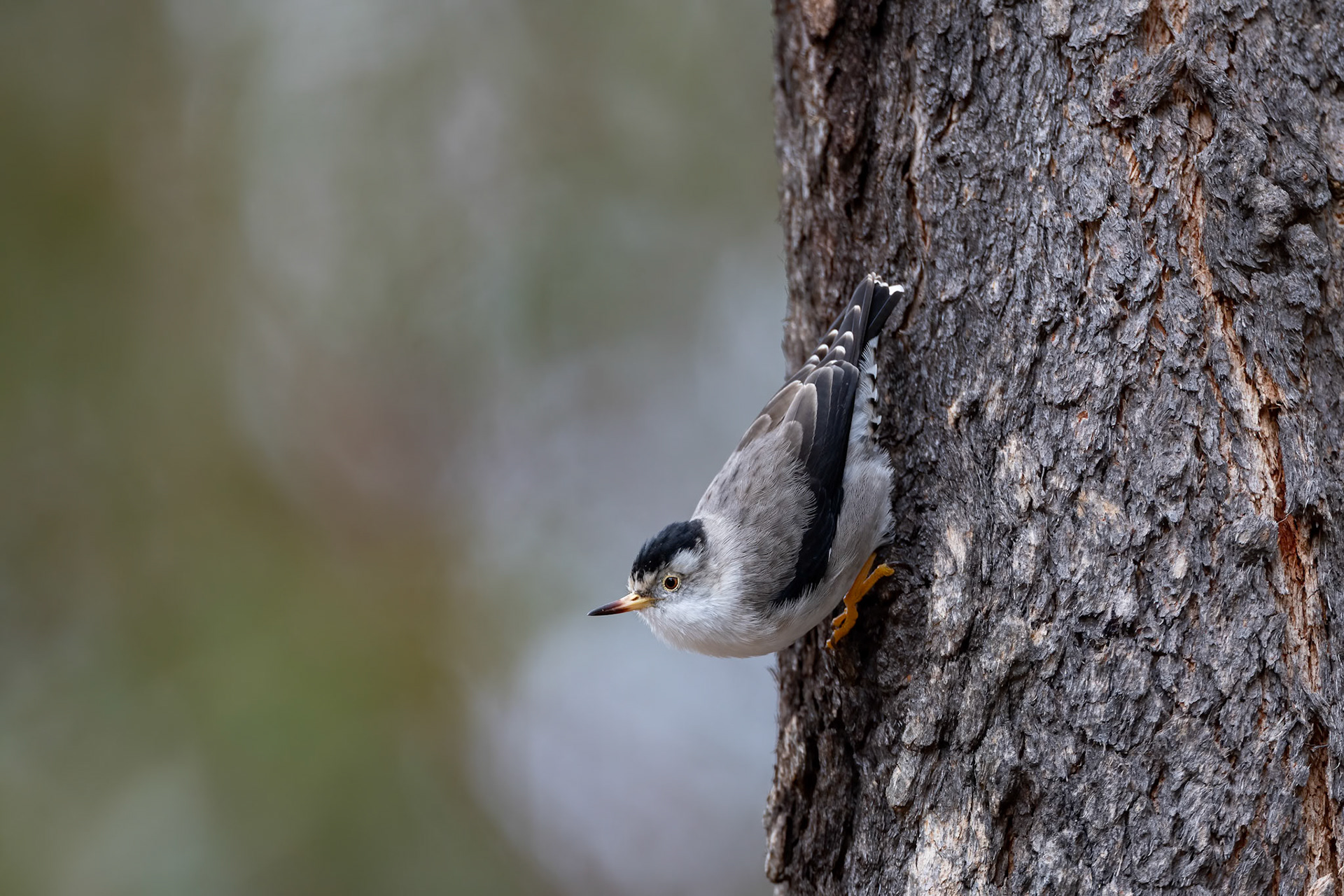 Varied sitella, near Margaret River, West Australia
