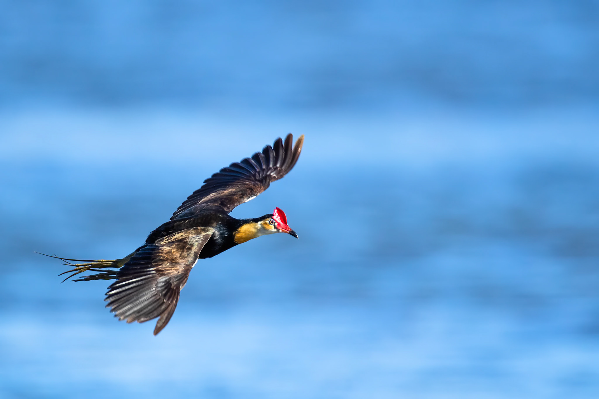 Comb-crested jacana, Lake Moondarra, Mount Isa, Queensland, Australia