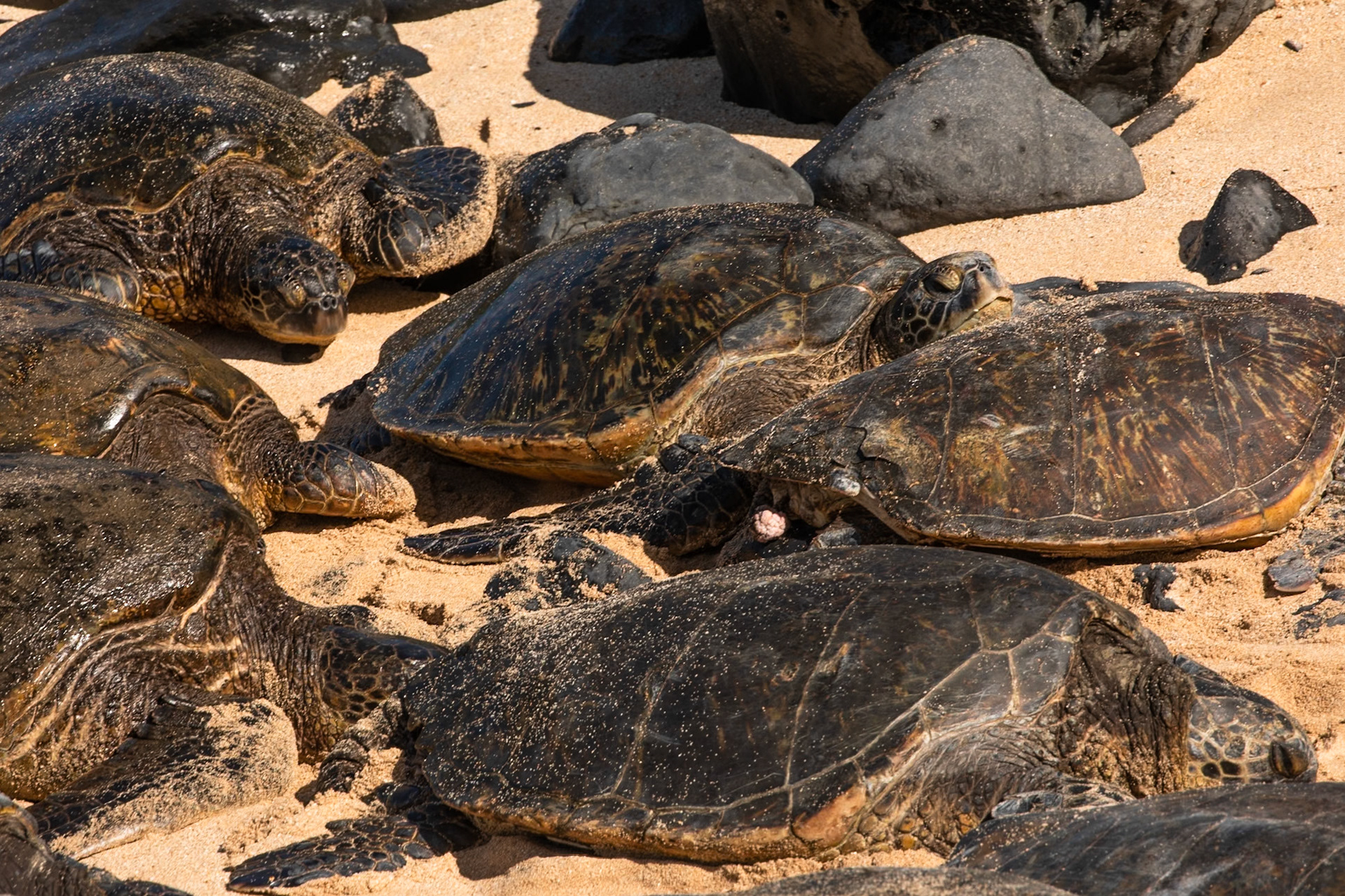Hawaiian Green Sea Turtles, Ho’okipa , Maui, Hawaii, United States of America