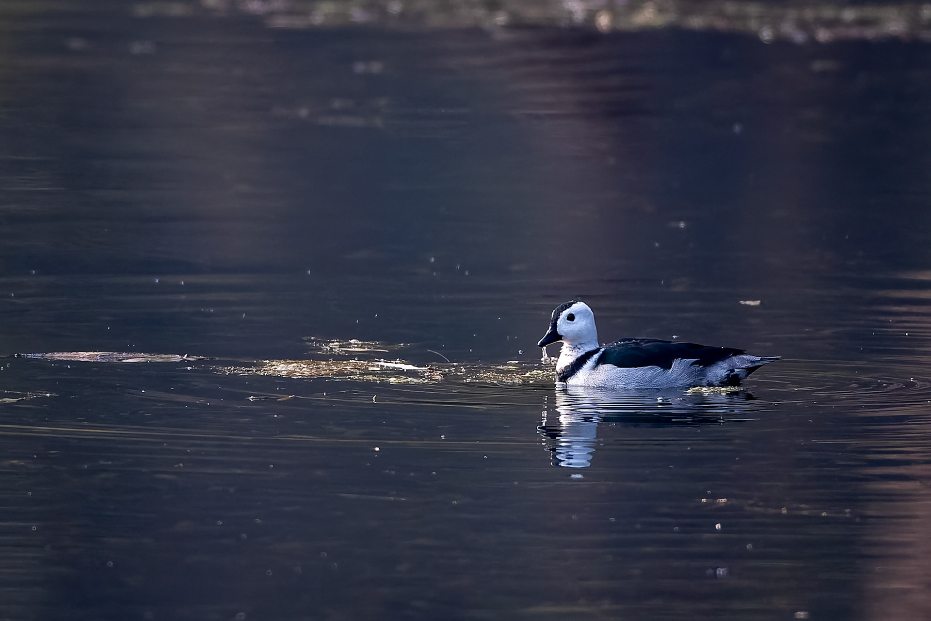 Cotton pygmy-goose, Khana, India