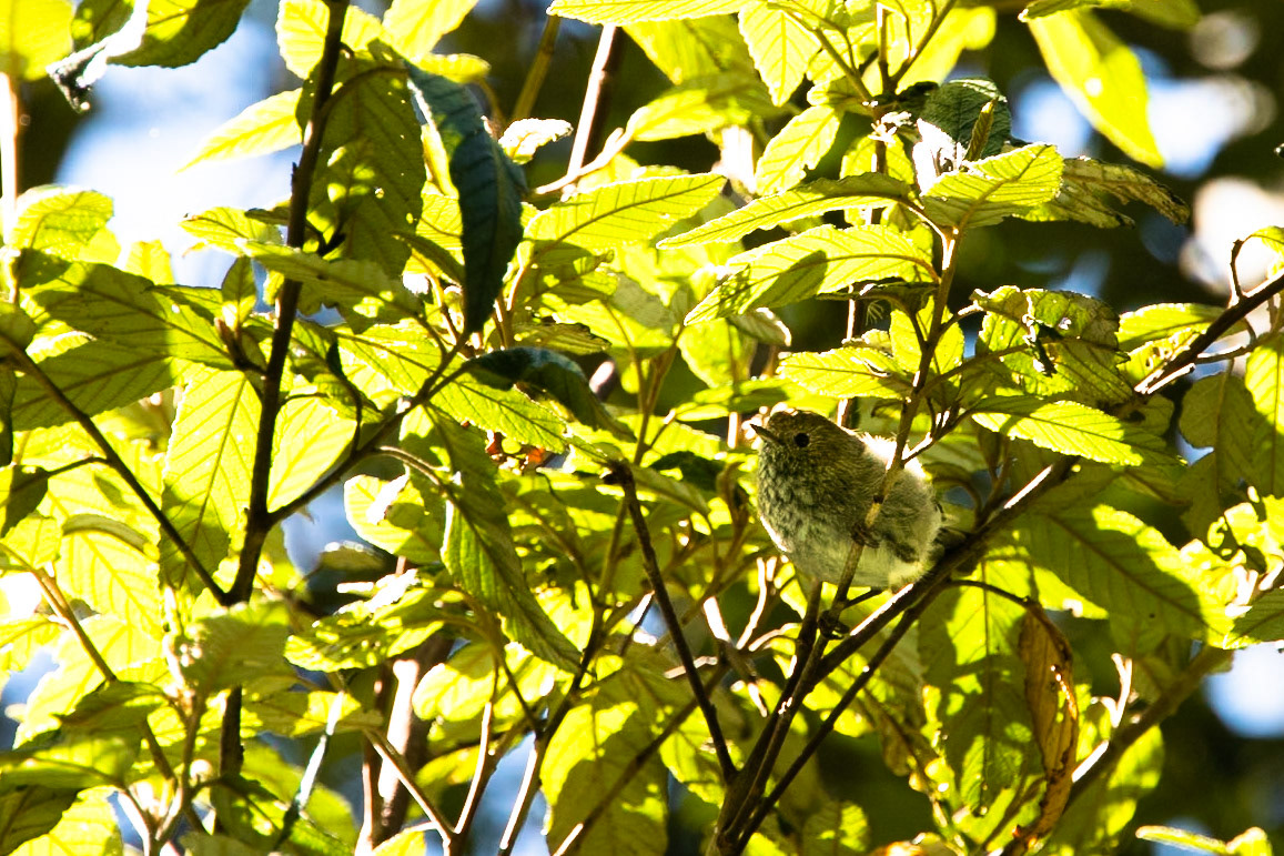 Tasmanian thornbill, Fern Tree, Huon road, Hobart, Tasmania