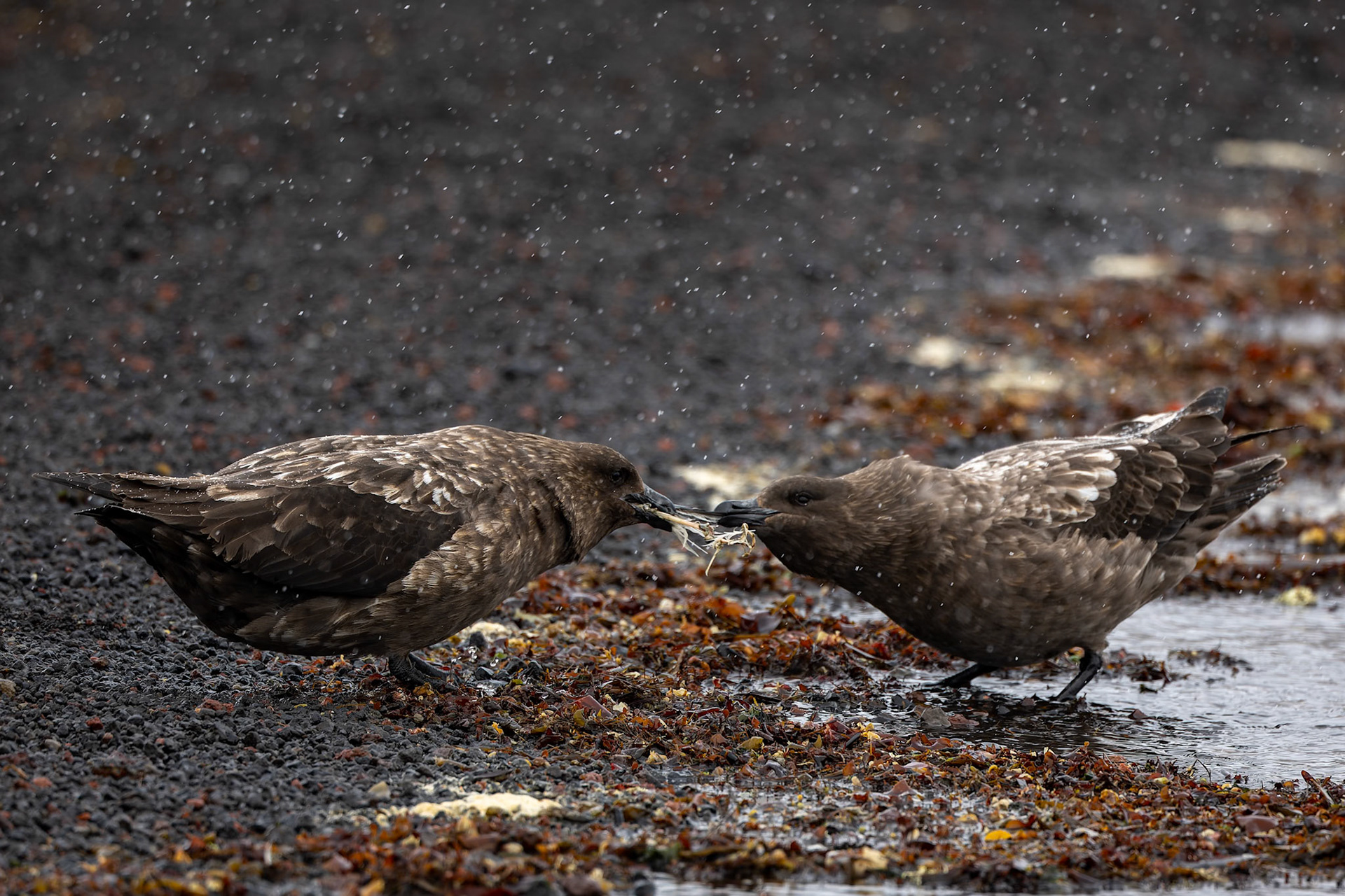 Brown skua, Whaler's Bay, Deception Island