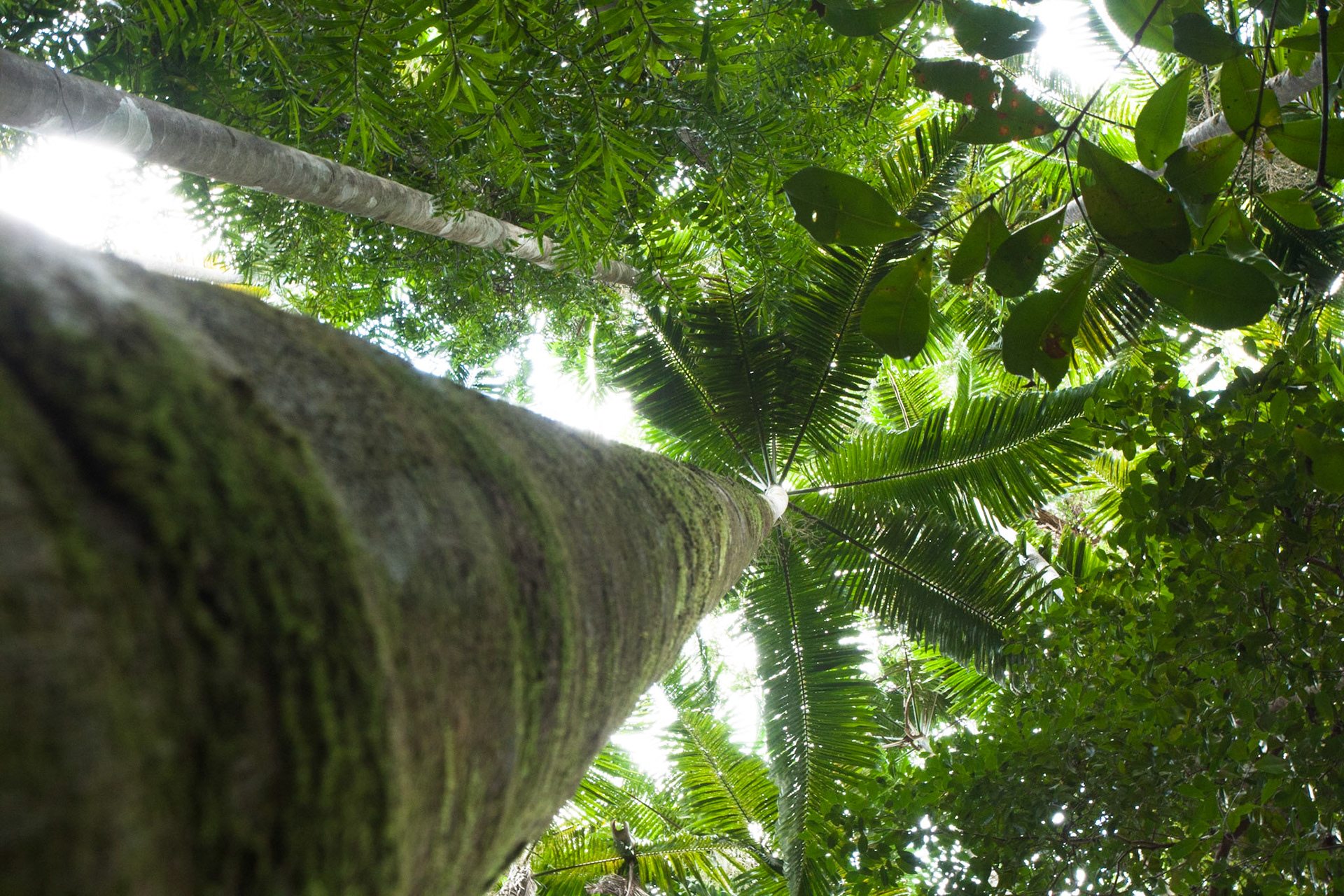 Intermediate forest at Central Station, Fraser Island, Queensland