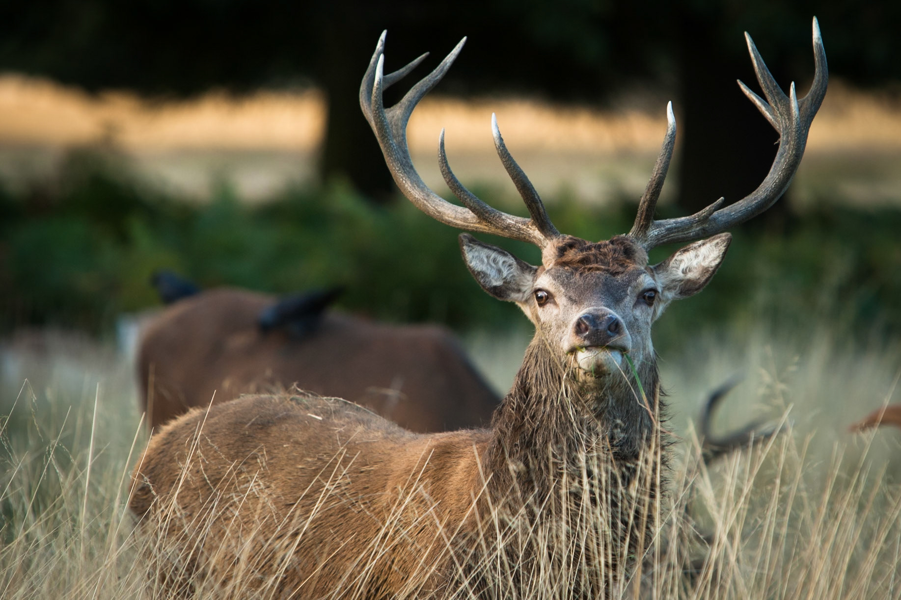 Red deer Richmond Park, London.