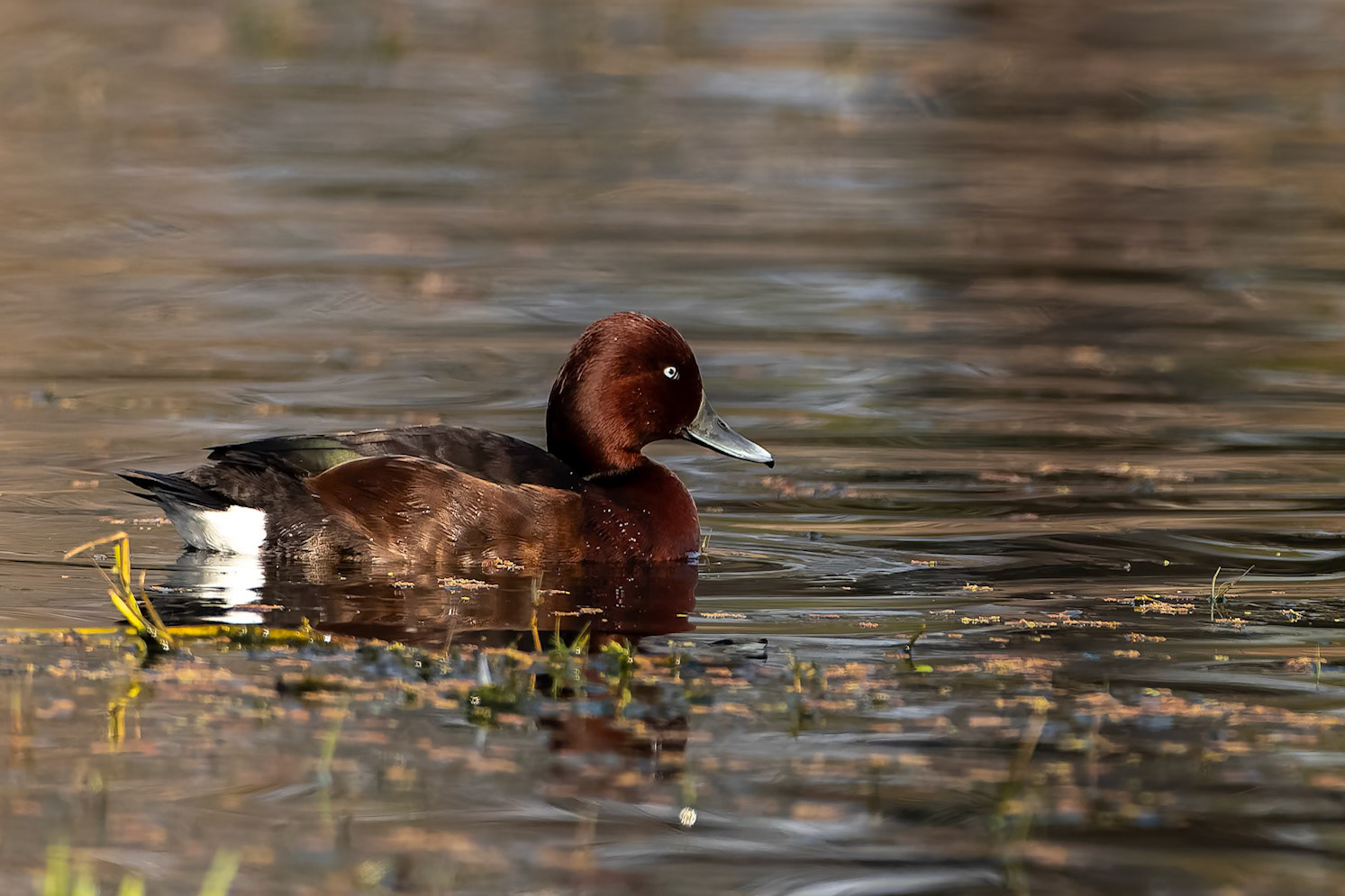 Ferruginous duck, Keoladeo National Park, Bharatpur, India