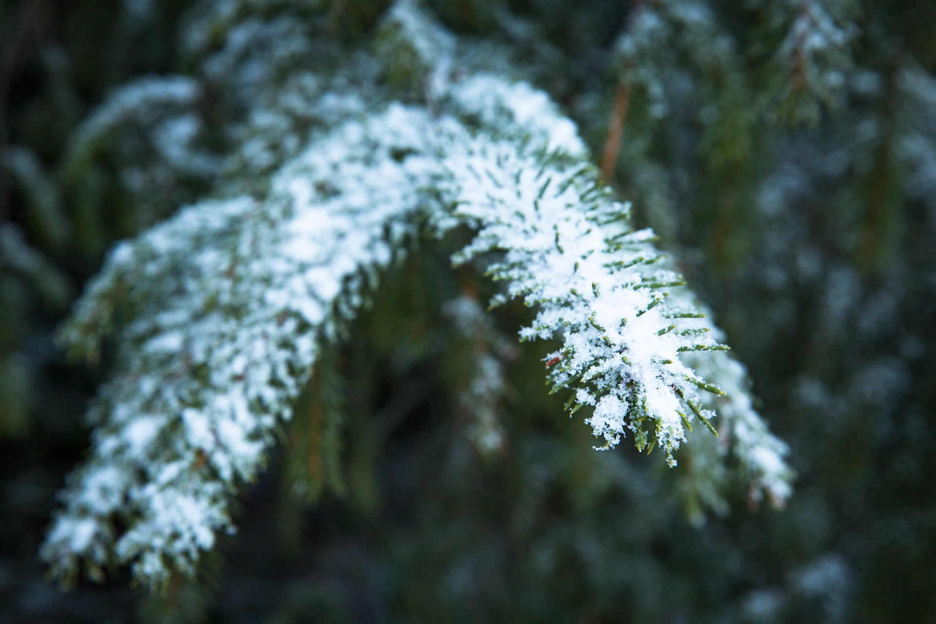 Glenella, Blackheath, Blue Mountains