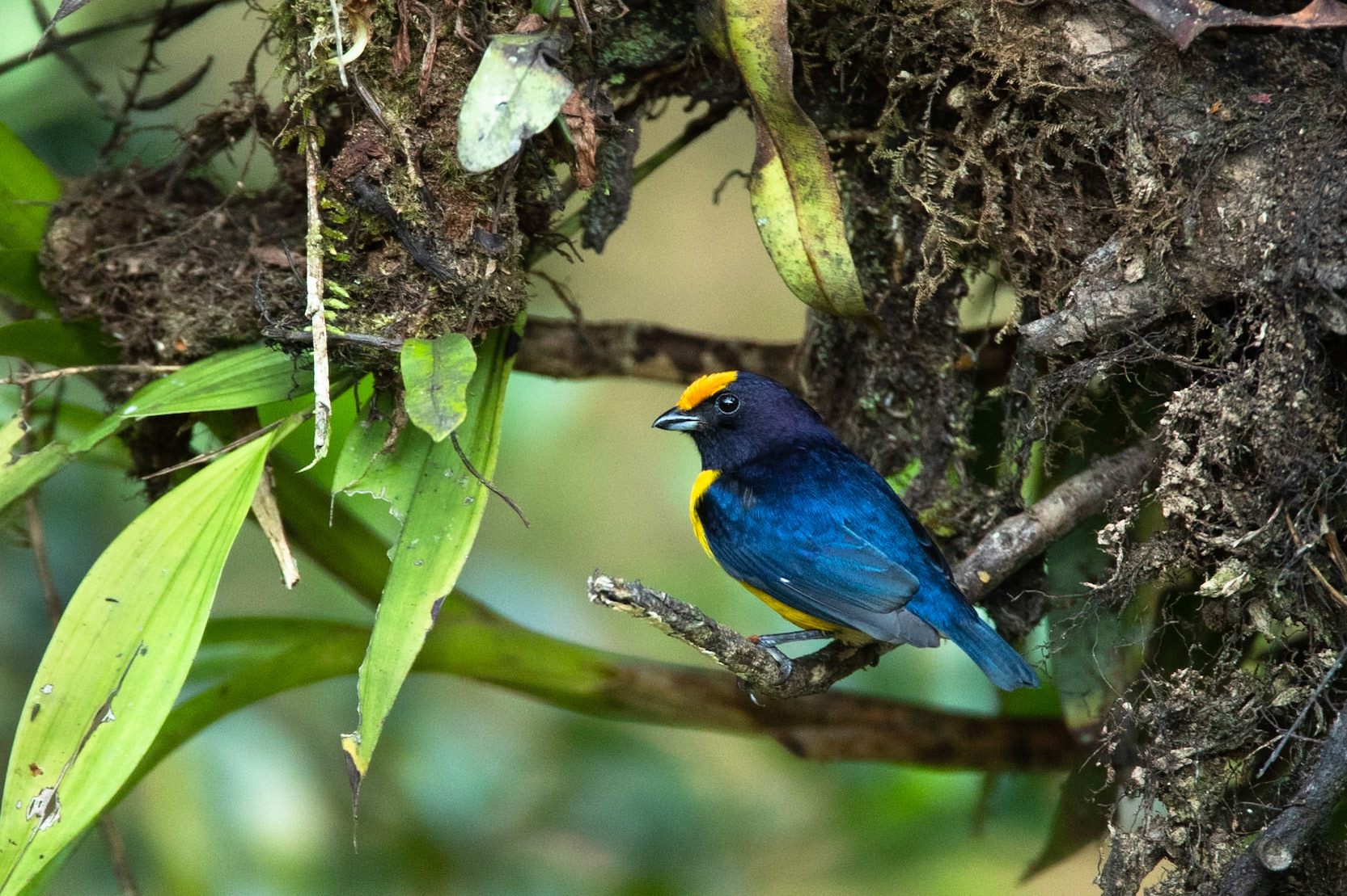 Orange-bellied euphonia, Cock of the Rock lodge, Manu road, Peru
