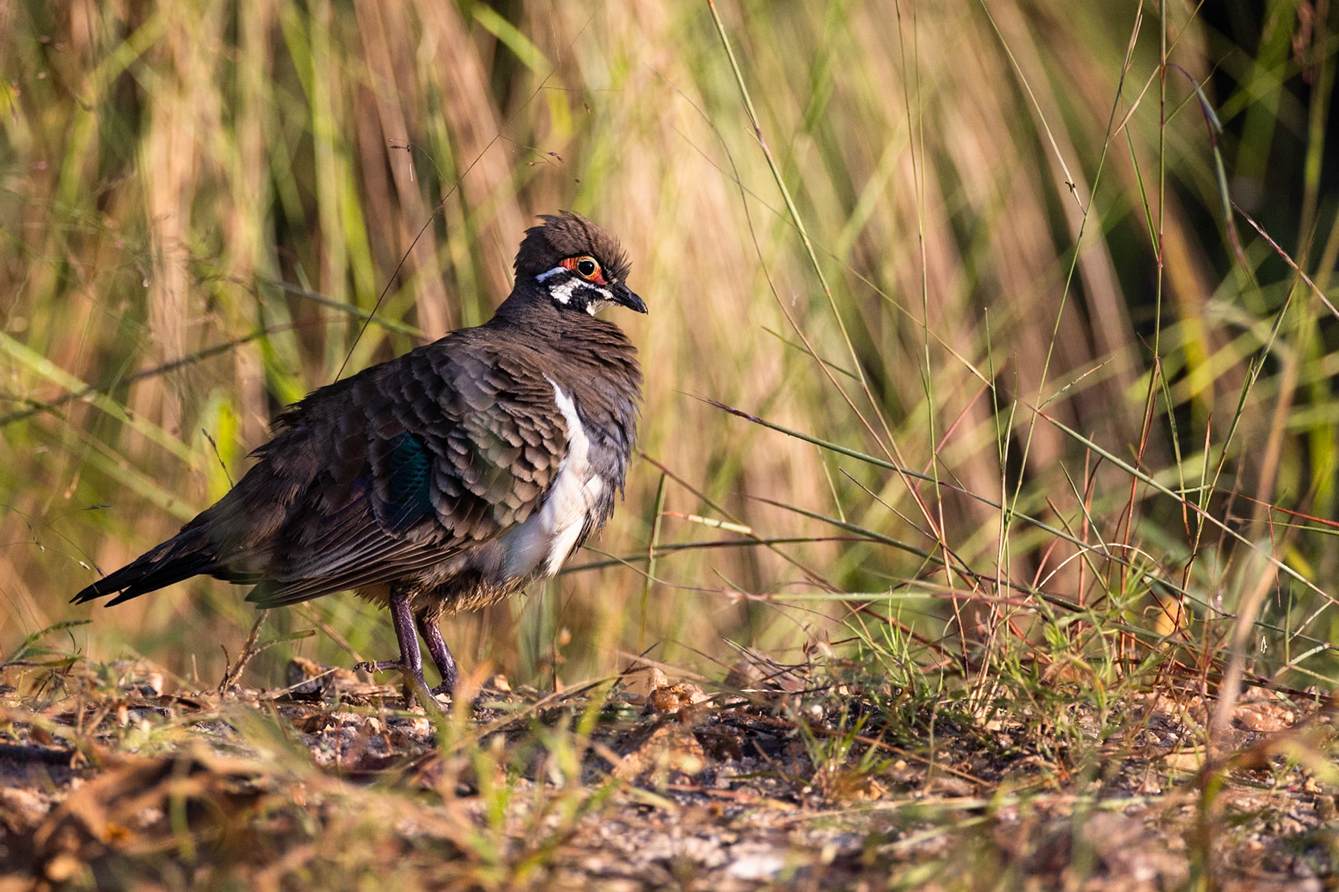 Squatter pigeon, Musgrave, Cape York Penninsula, Queensland