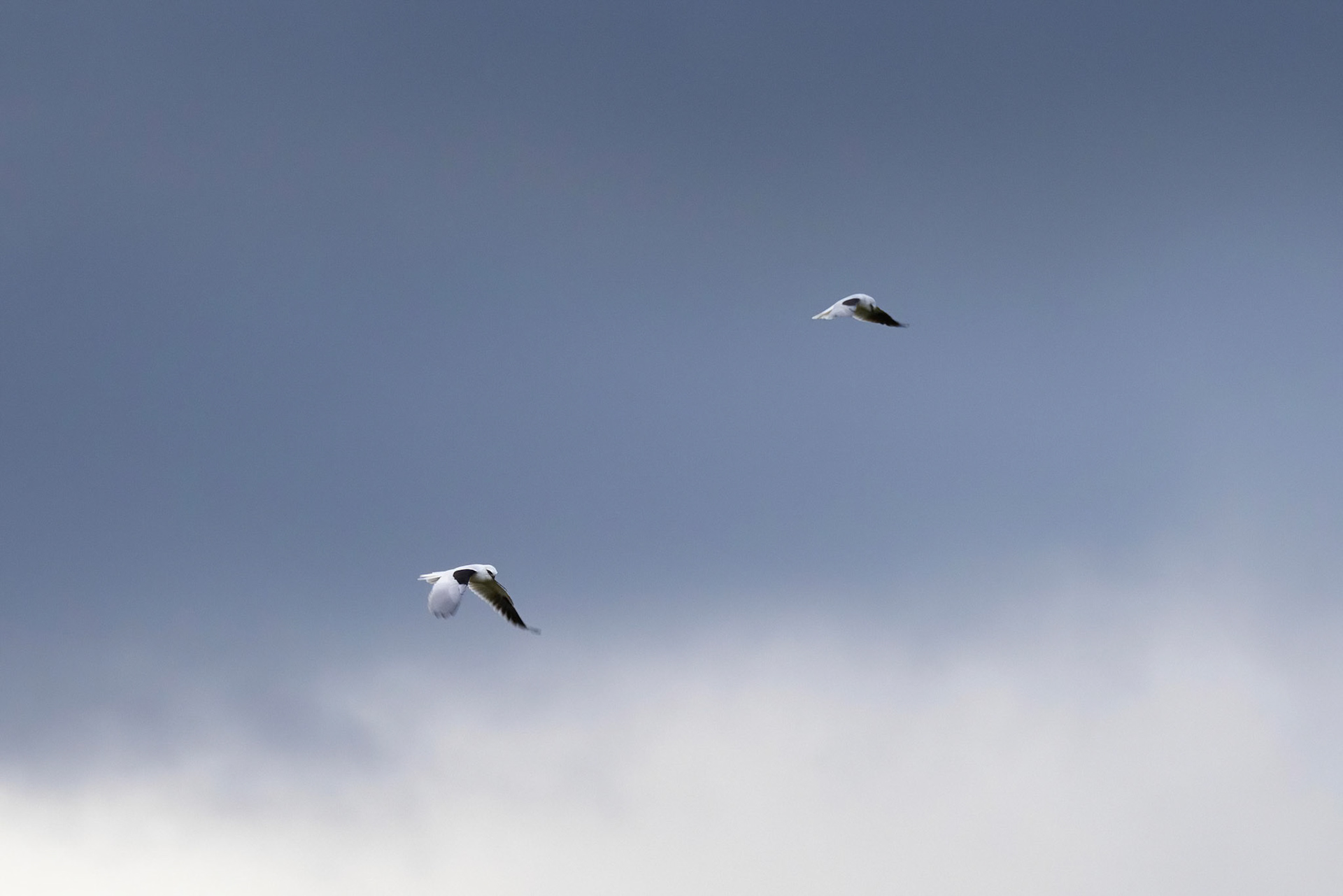 Black-shouldered kite, Turon Gates, New South Wales