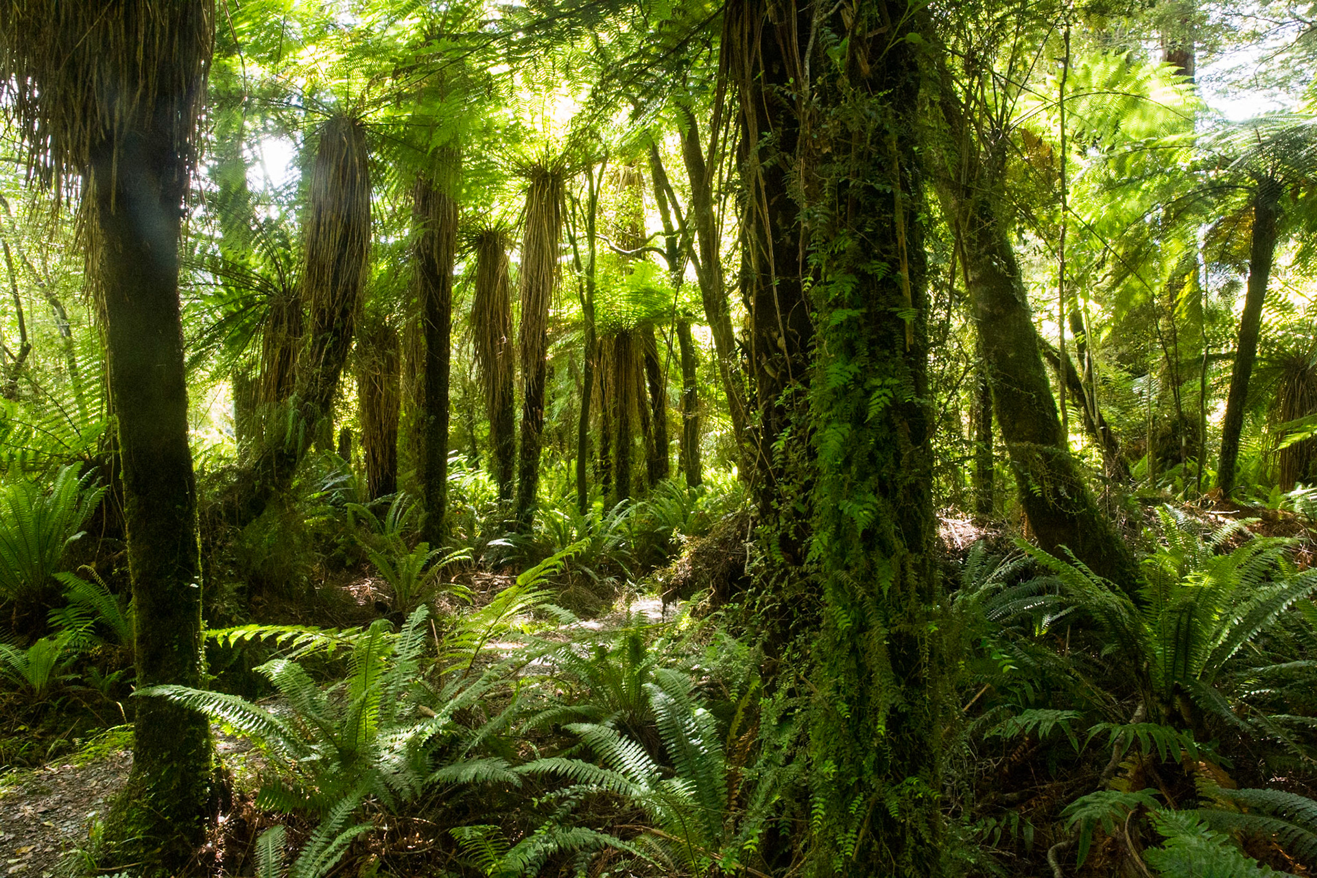 Hollyford Track to Pyke Lodge, New Zealand