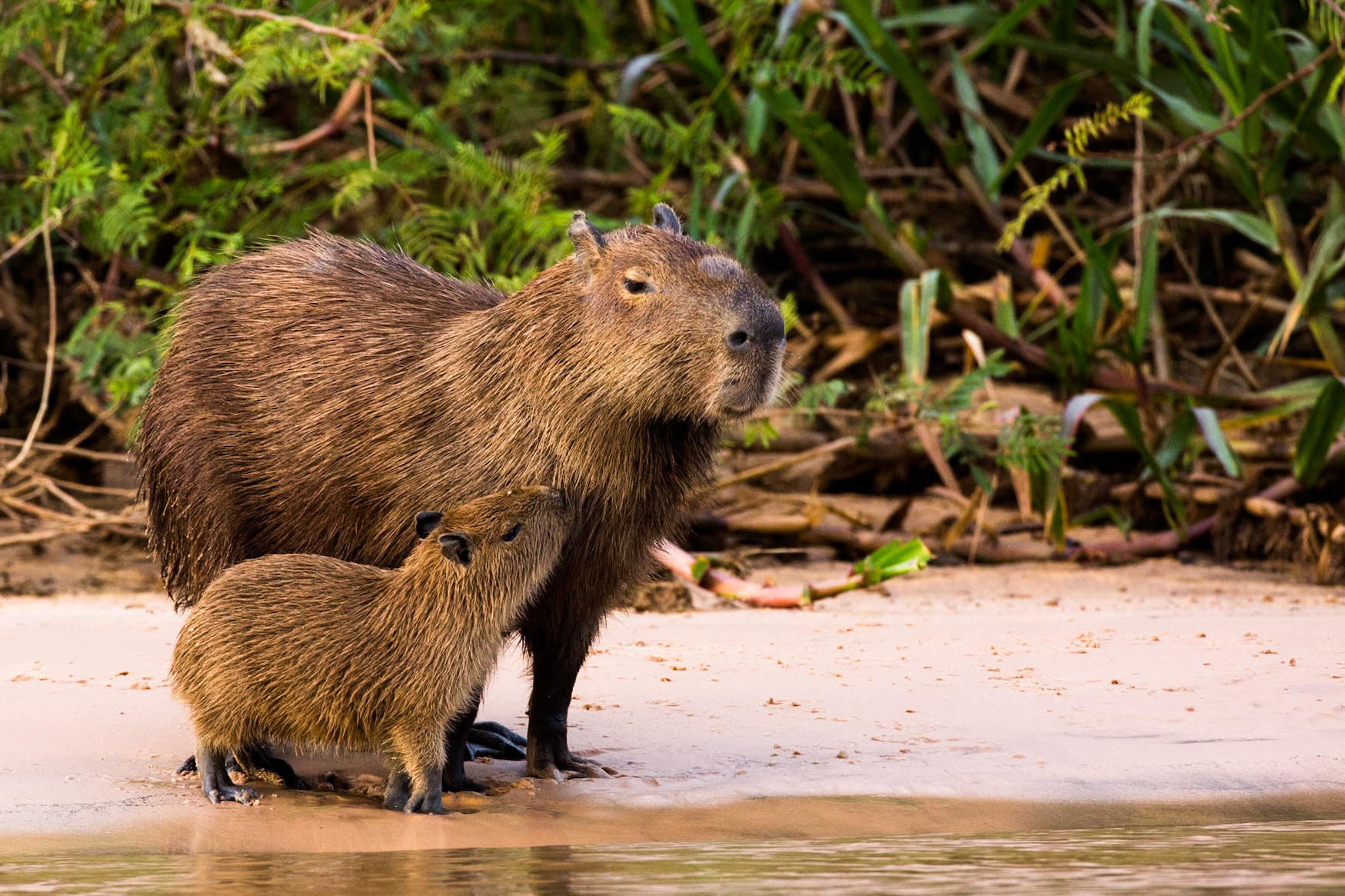 Capybara, Porto Jofre, Pantanal, Brazil