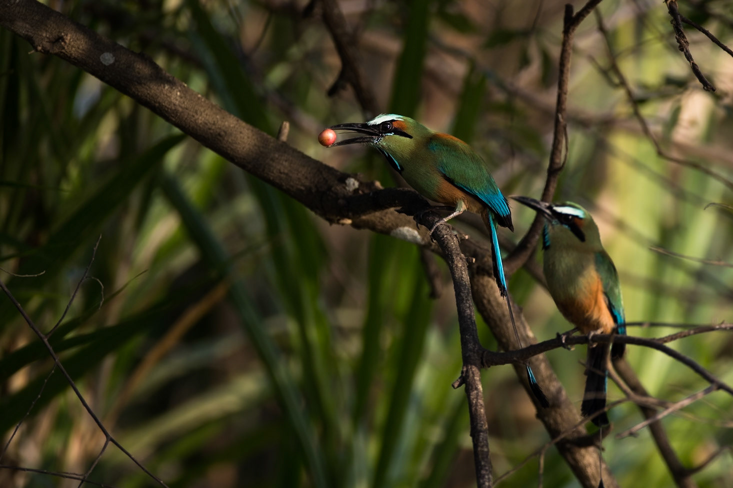Turquoise-browed motmot, Tarcoles river, Costa Rica