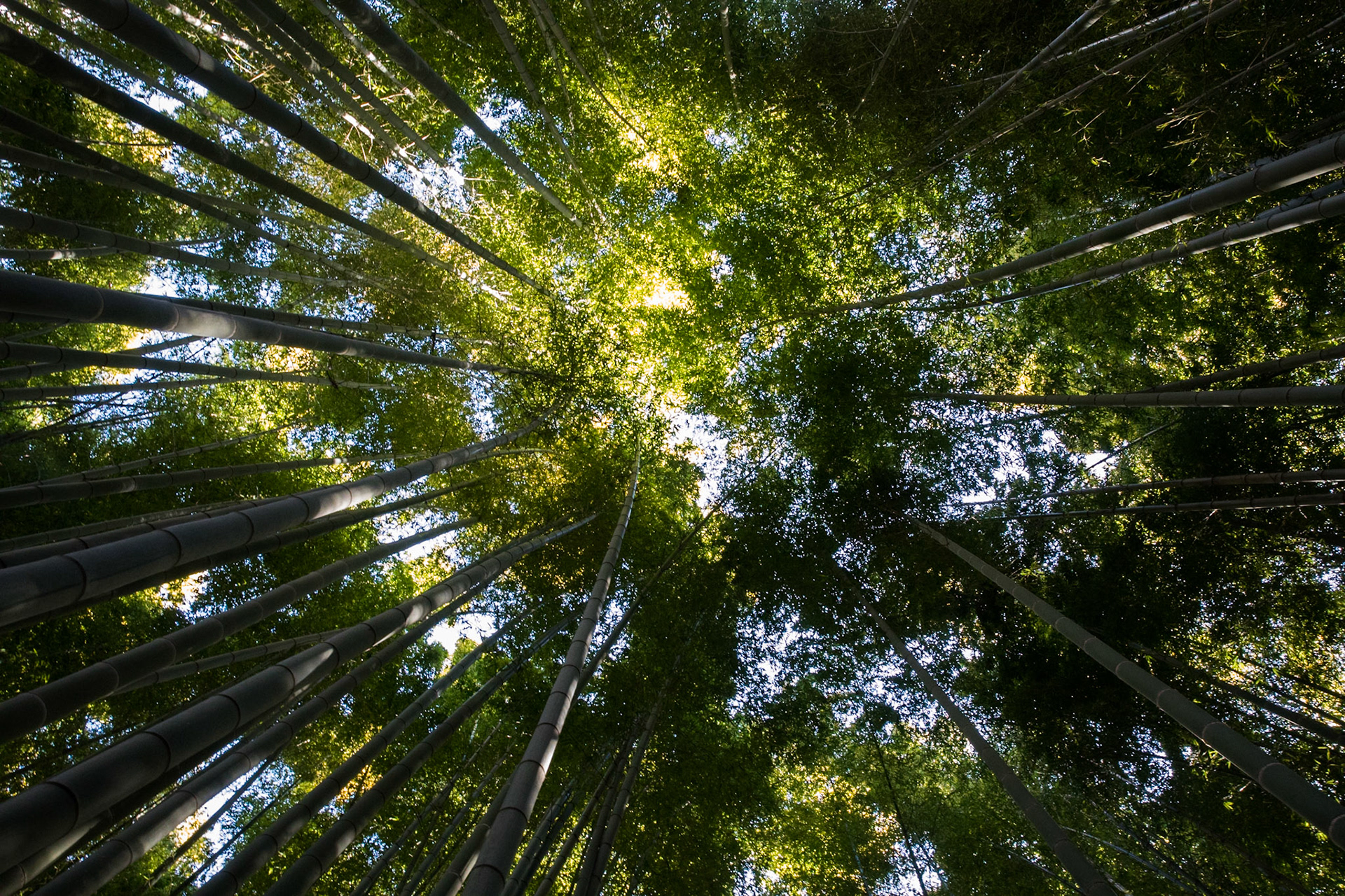 Hōkoku-ji, near Tokyo, Japan
