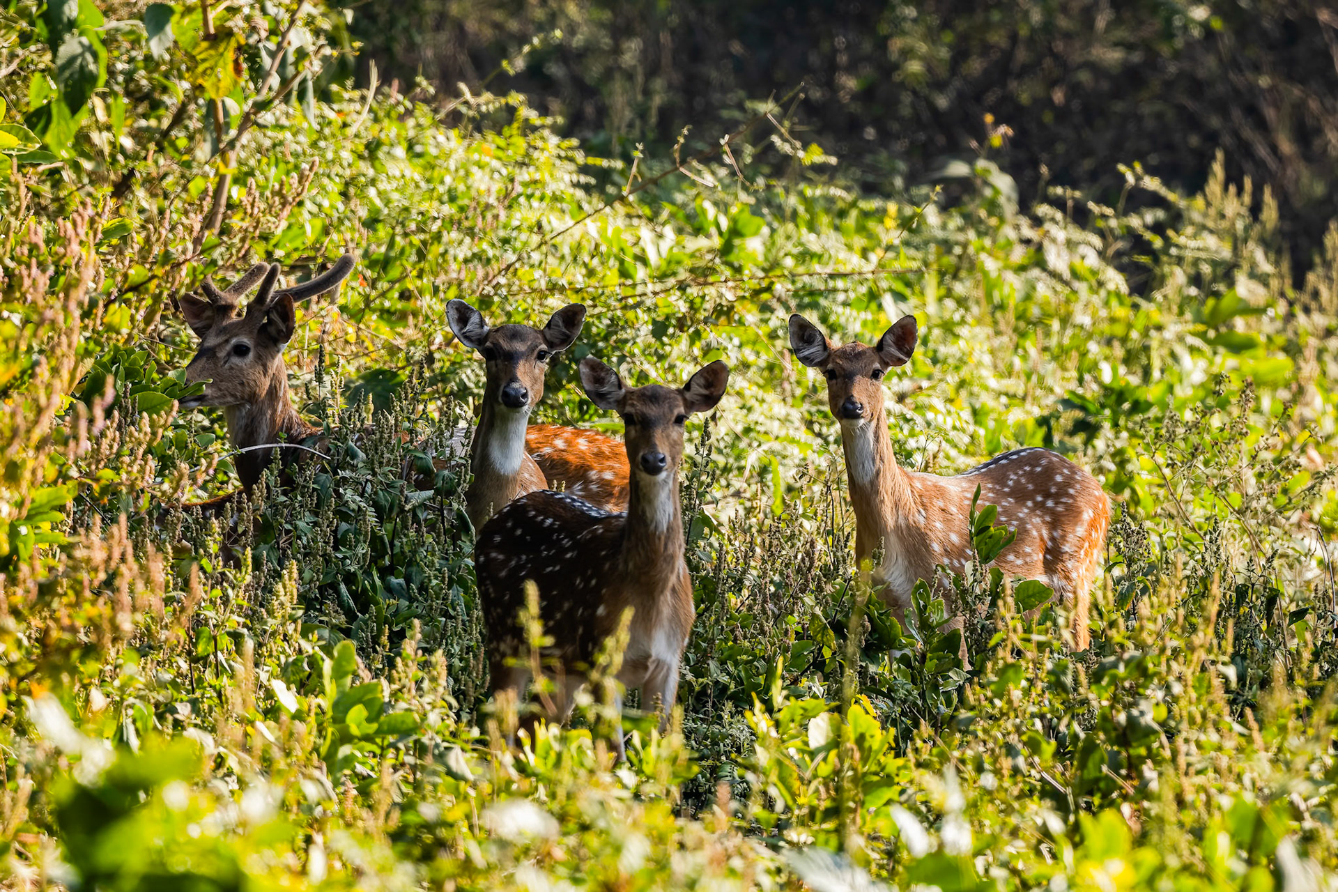 Chittal Spotted deer,  Corbett Tiger Reserve, India