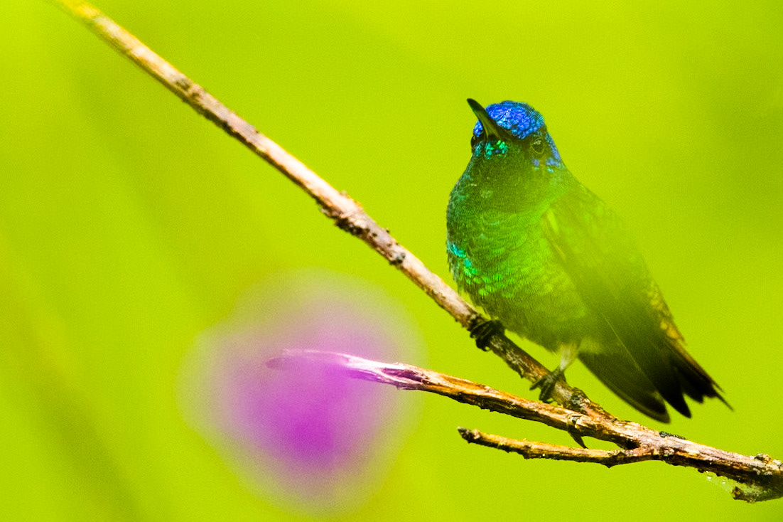 Golden-tailed saphire, Amazonia Lodge, Manu National Park,  Peru