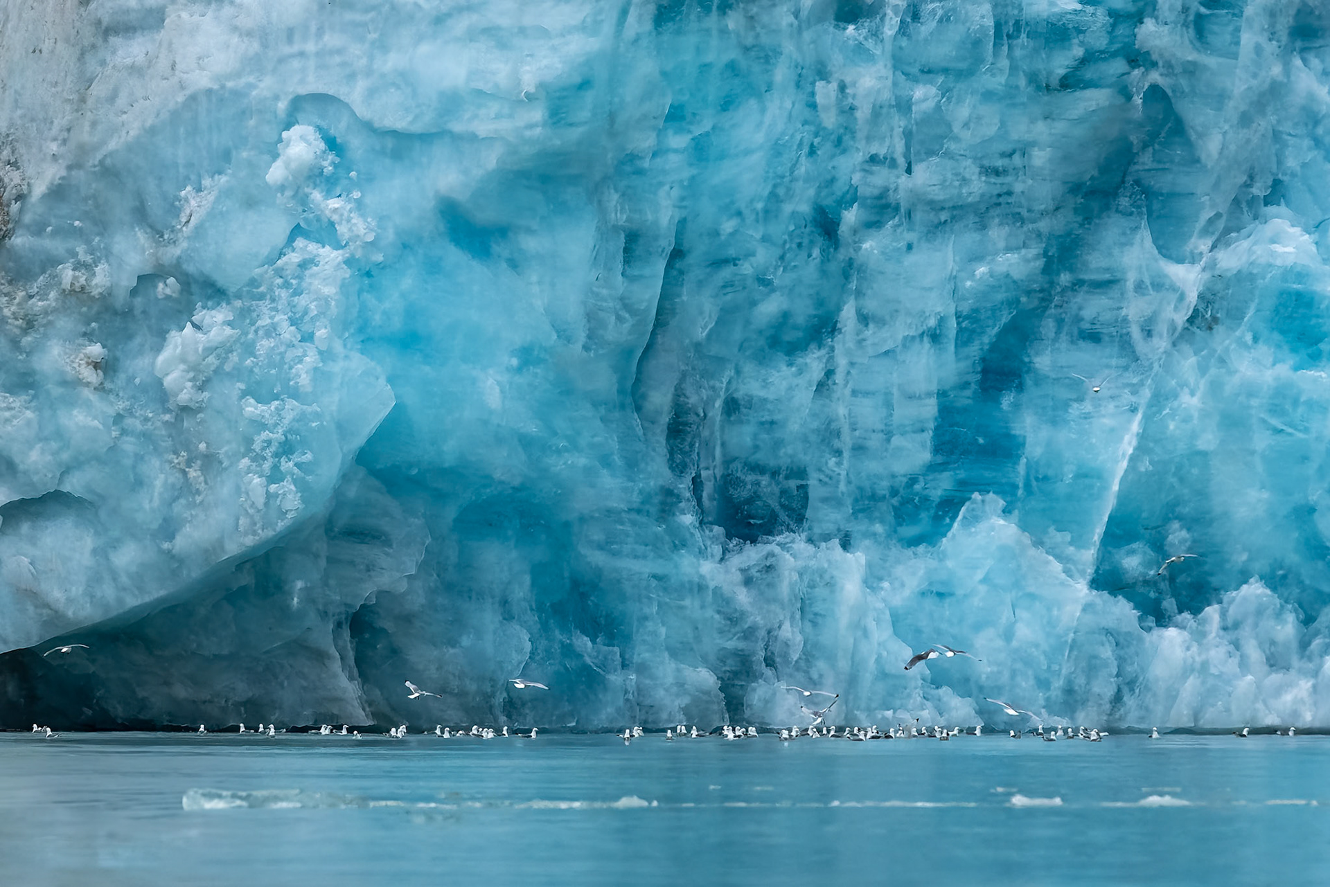 Black-legged kittiwake, Magdelena Fjord, Svalbard, Norway