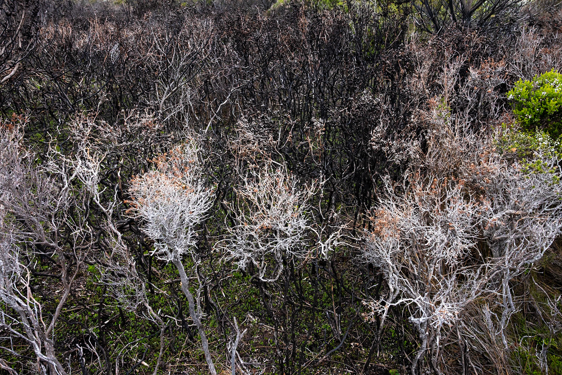 Three Capes Track, Cape Pillar Lodge to Cape Pillar and return, Tasmania
