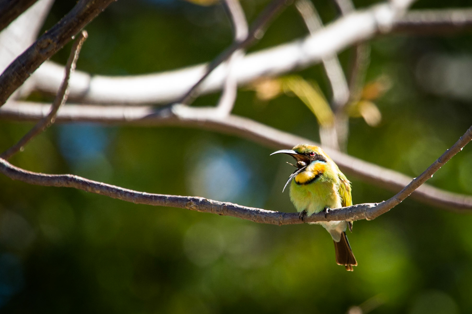 Rainbow bee-eater, El Questro Wilderness Park, The Kimberly, Western Australia