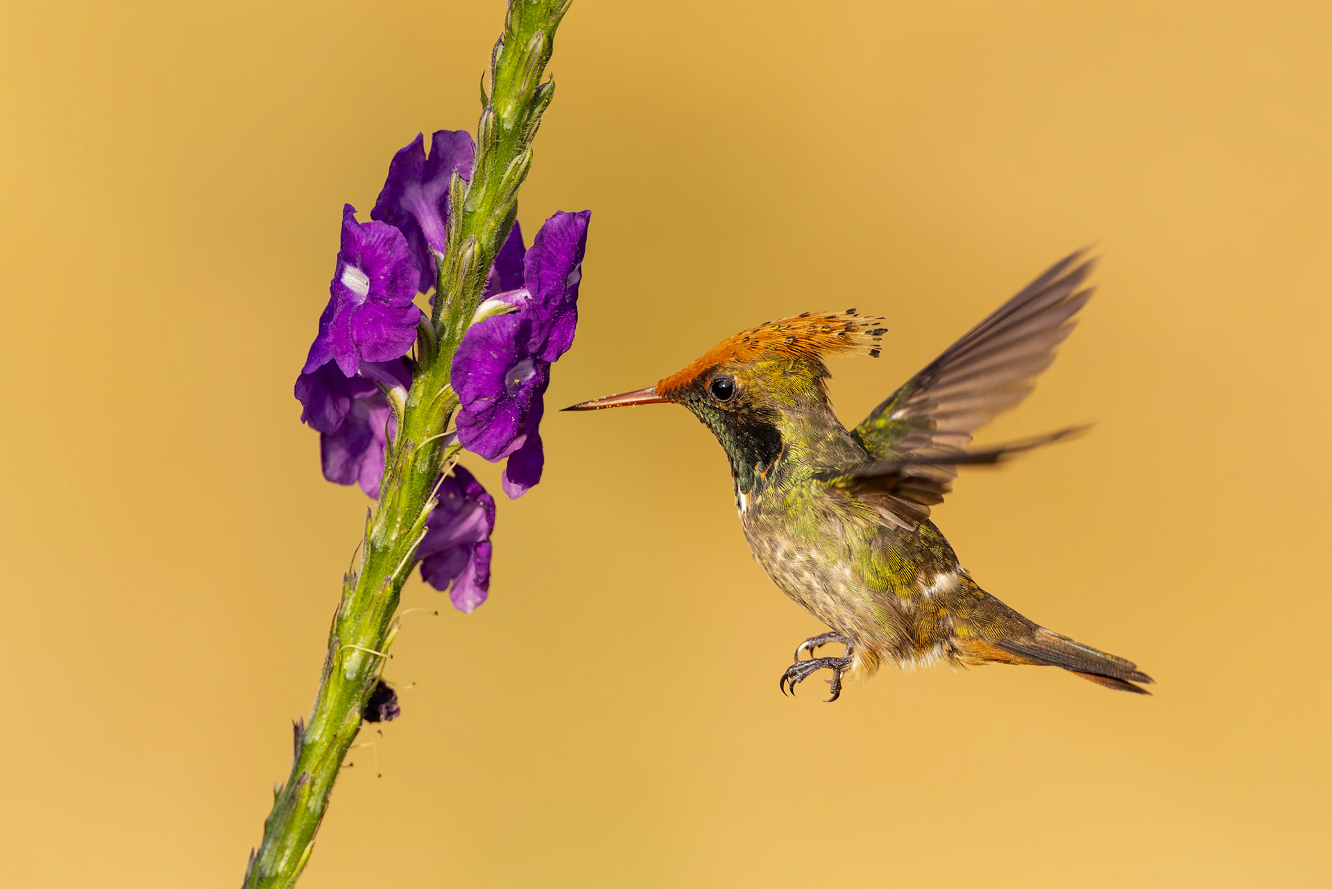 Spangled coquette, Copalinga Ecolodge, Copalinga, Ecuador