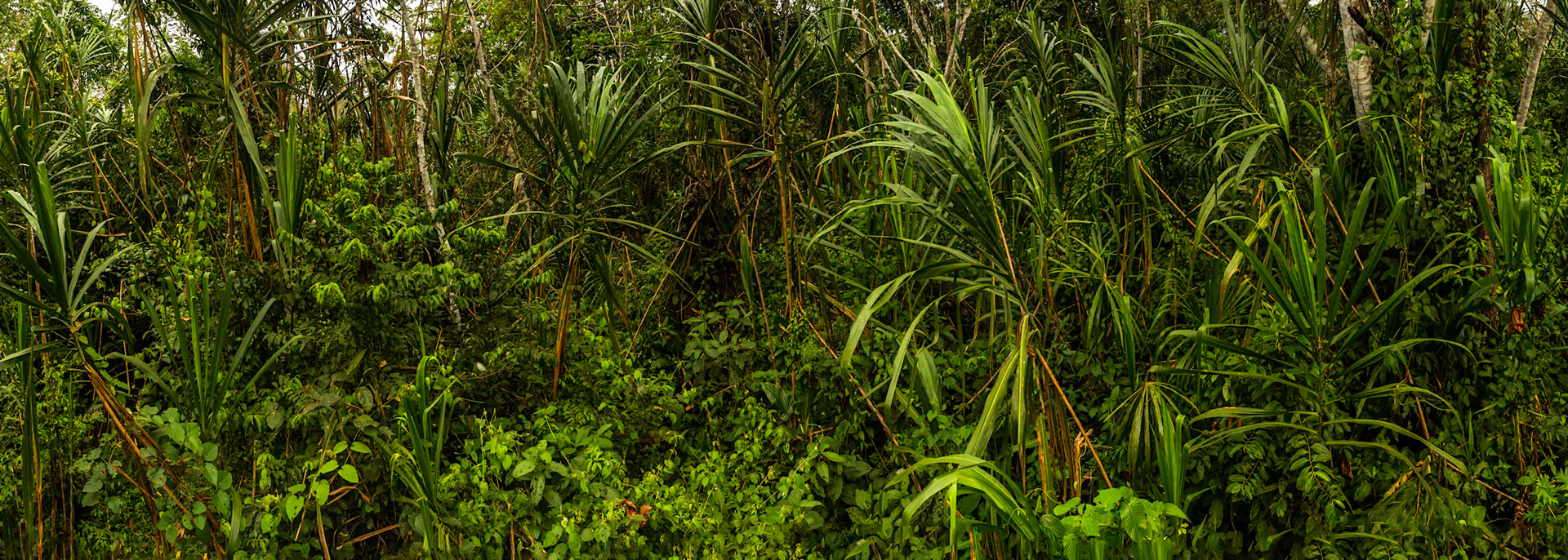 Amazonia Lodge, Manu National Park,  Peru