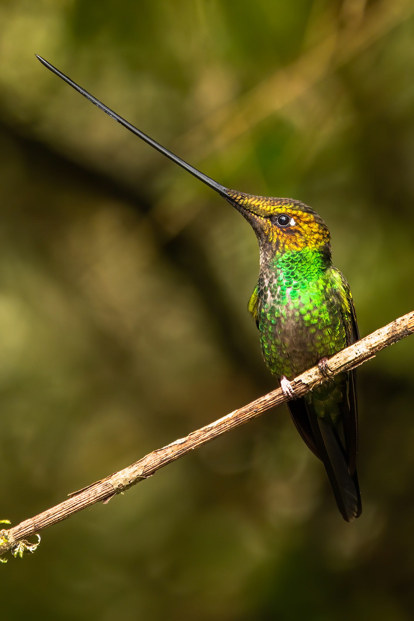 Sword-billed hummingbird, Hacienda el Bosque, Colombia