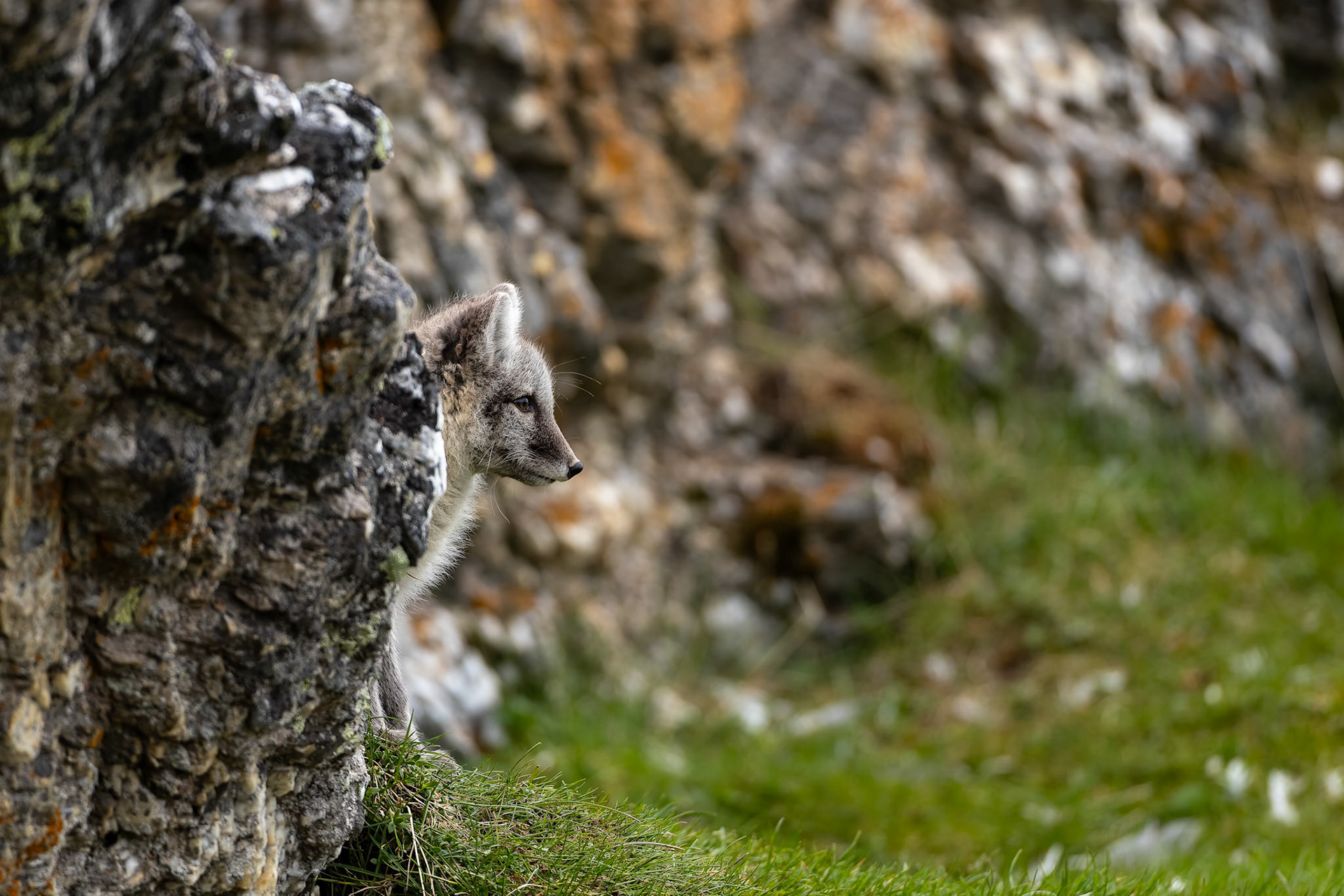 Arctic fox, Trygghamna, Svalbard, Norway; Finalist Capture Awards 2025, landscape and environment