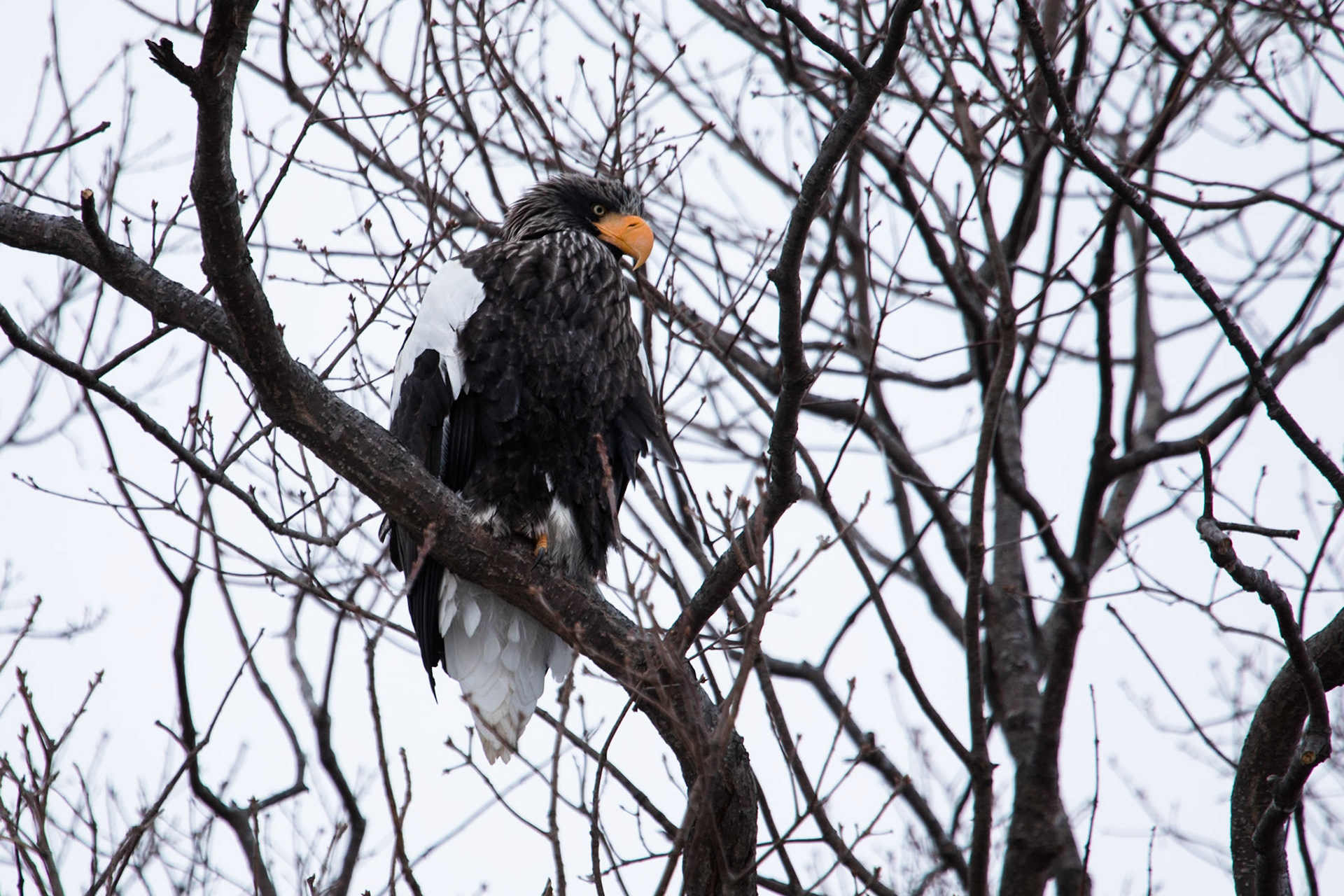 Stellar's sea-eagle, Shiretoko, Hokkaido, Japan