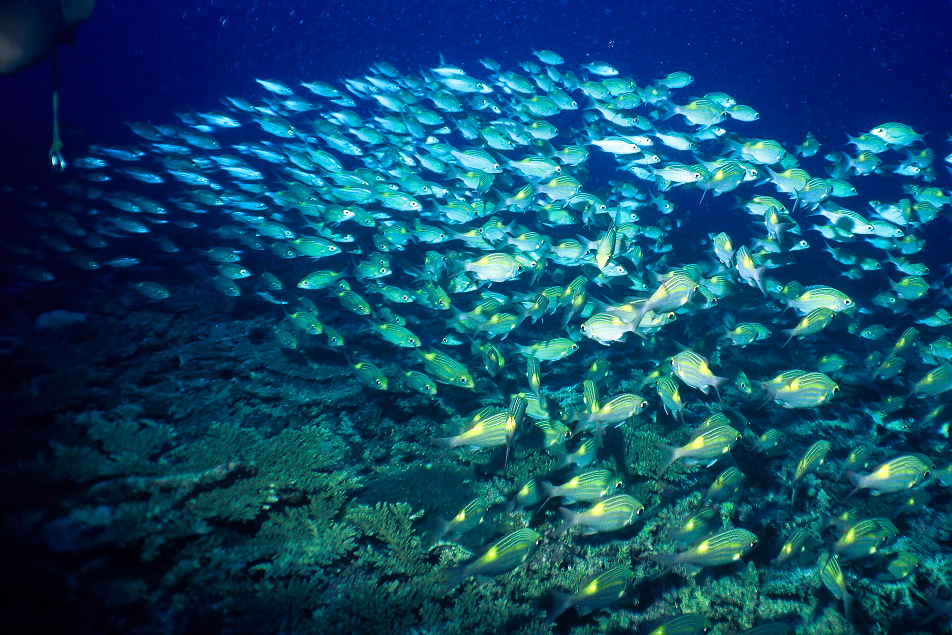 Striped large-eyed bream, Comores