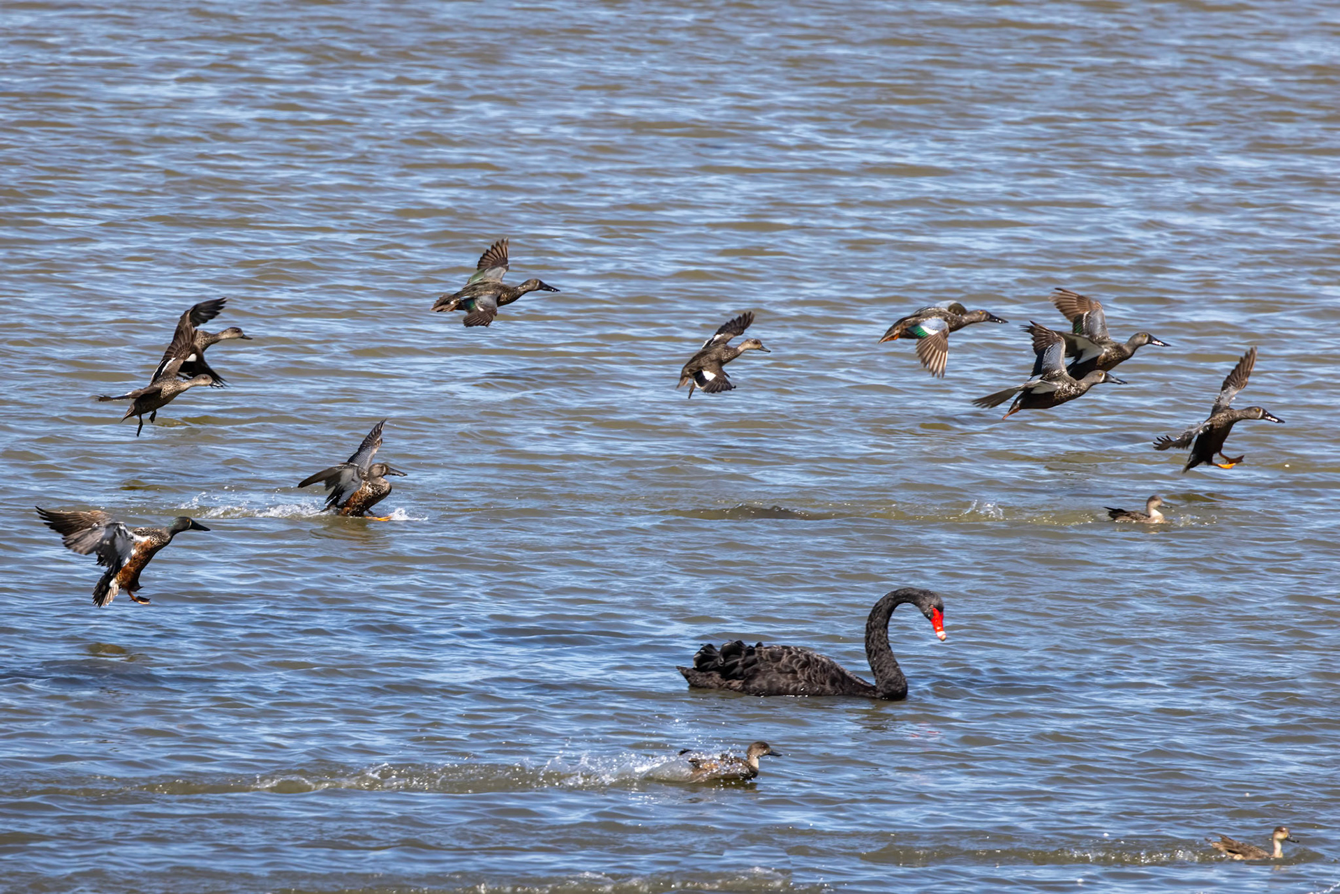 Black swan and Australian shovellers, between Dunedin and Invercargill