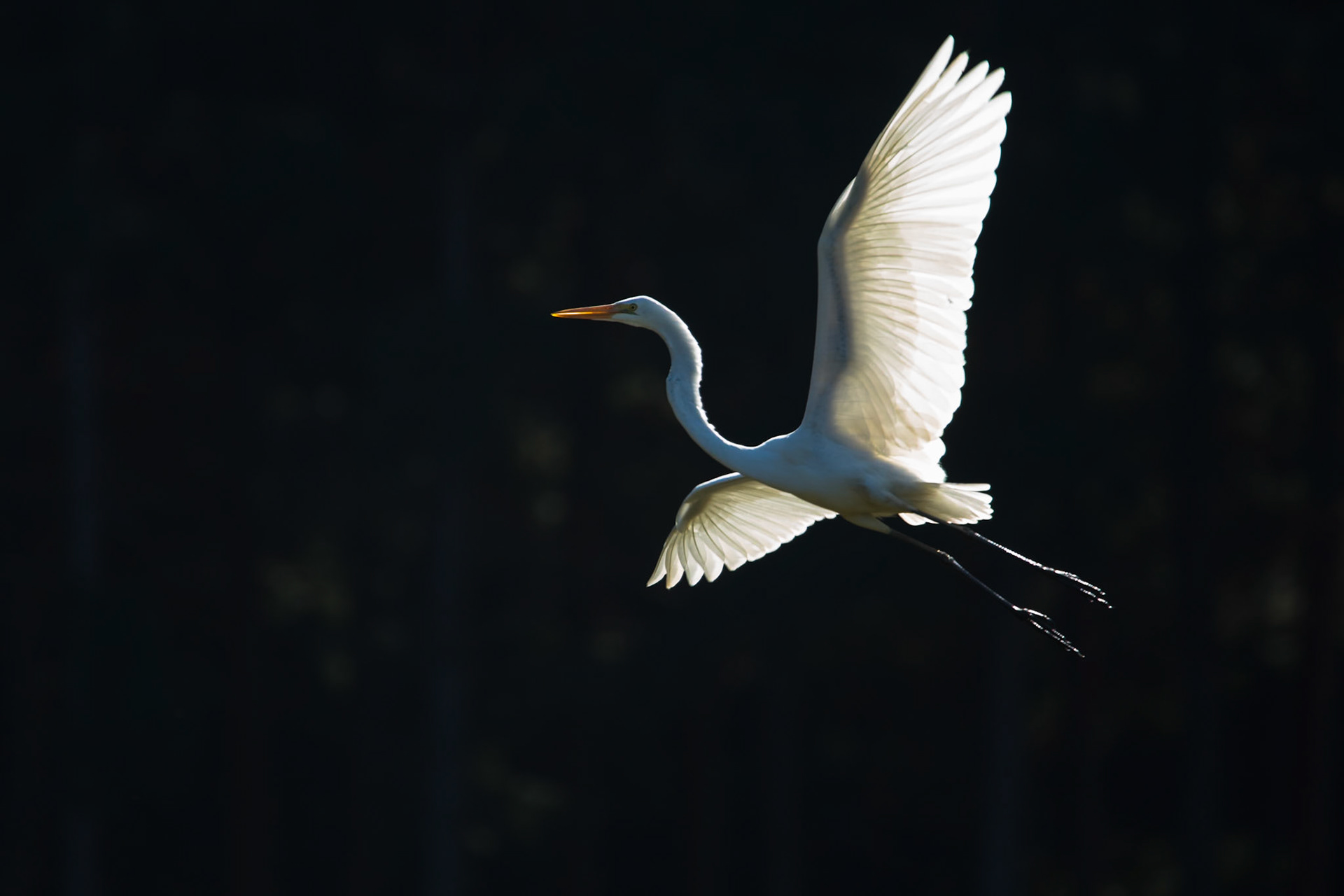 Great egret, Puerto Valle Esteros, Ibera wetlands, Corrientes, Argentina