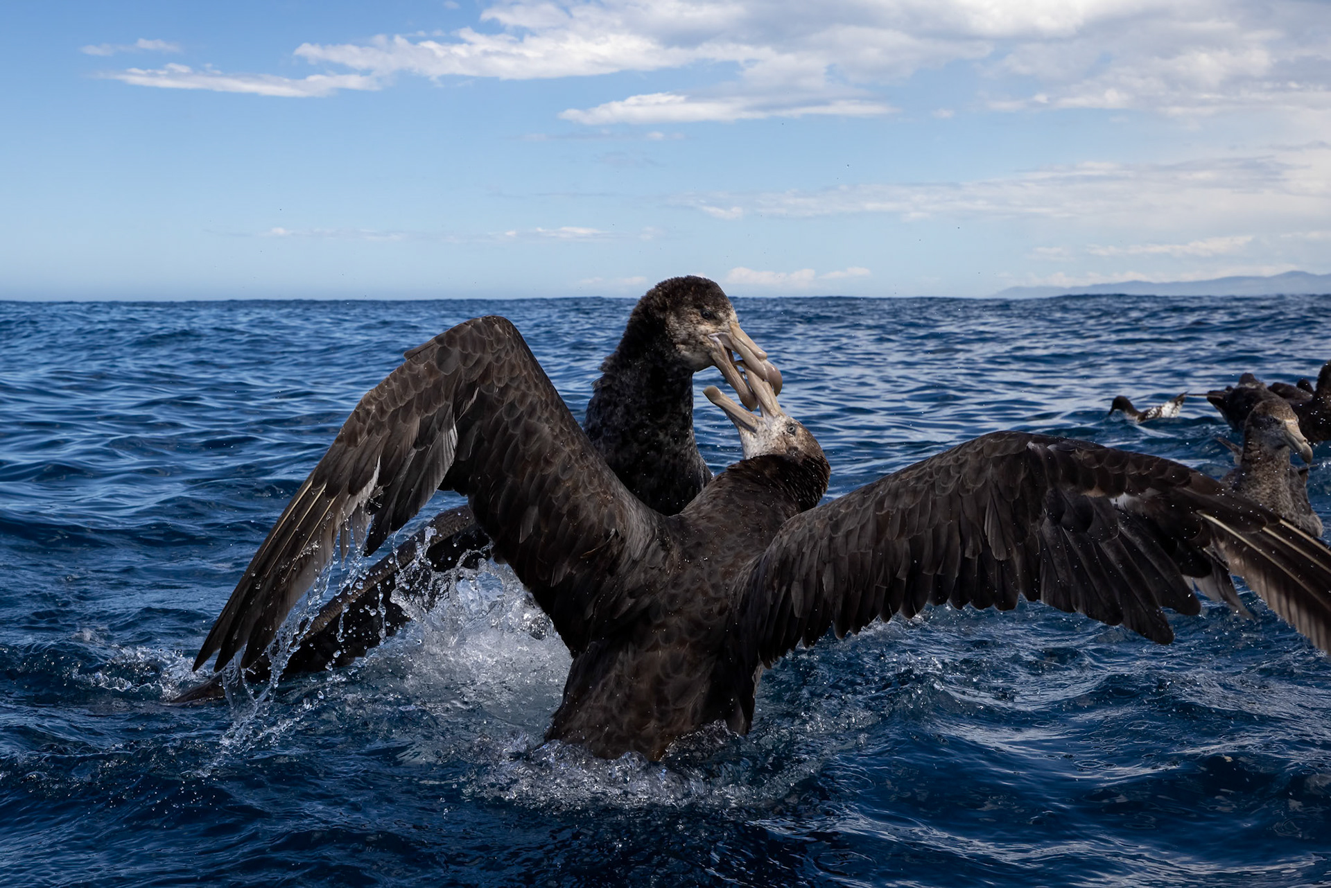 Northern giant-petrel, Kaikōura, New Zealand