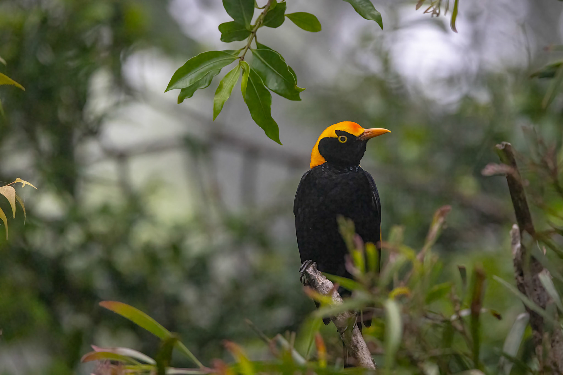 Regent bowerbird, O'Reilly's Rainforest Retreat, Lamington National Park, Queensland, Australia