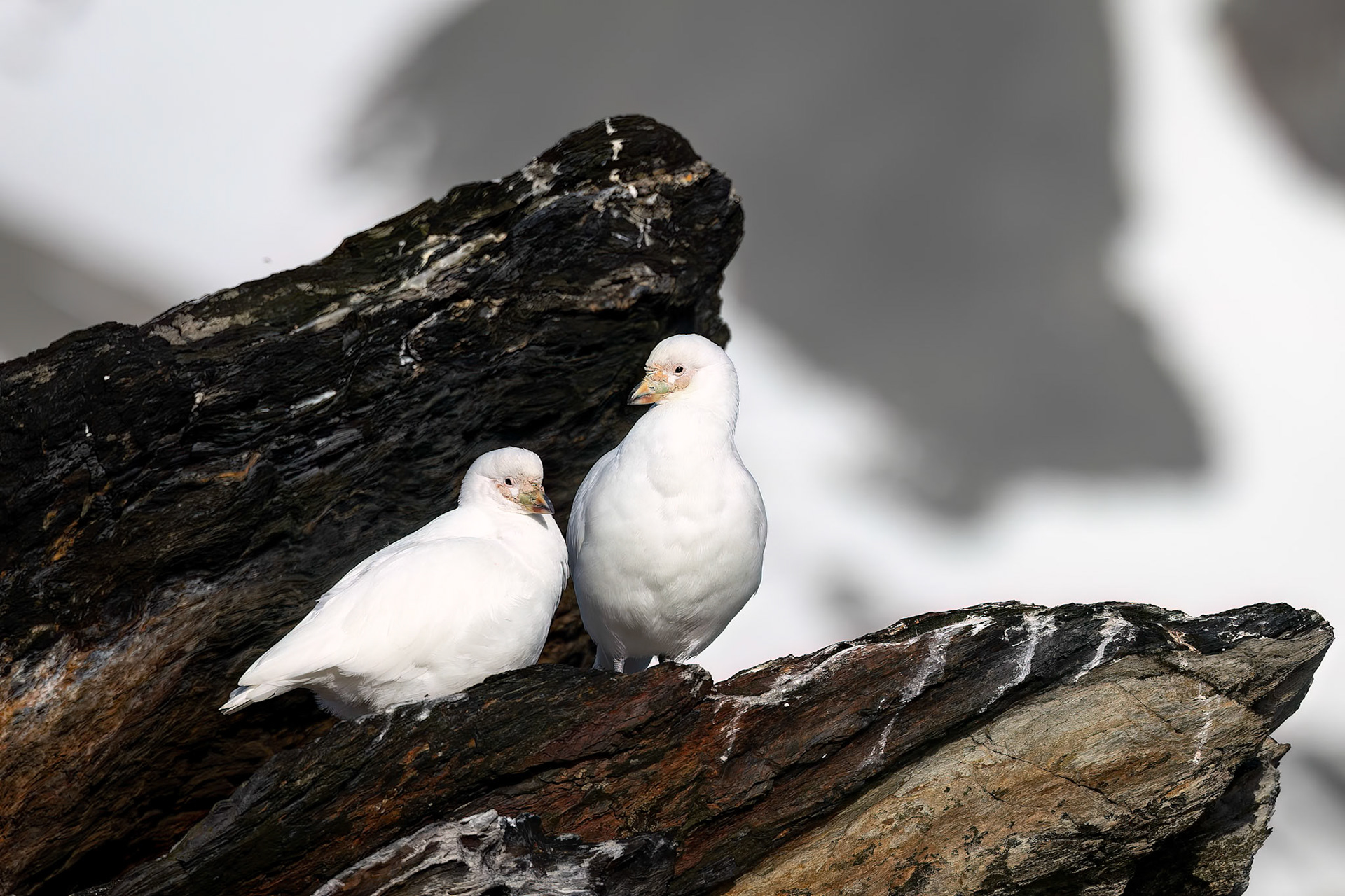 Snowy sheathbill, Cooper's Bay, South Georgia