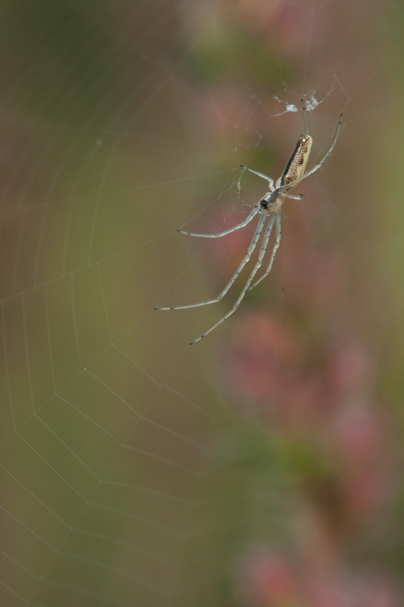 Spider, Isabella Plantation, Richmond Park, London.