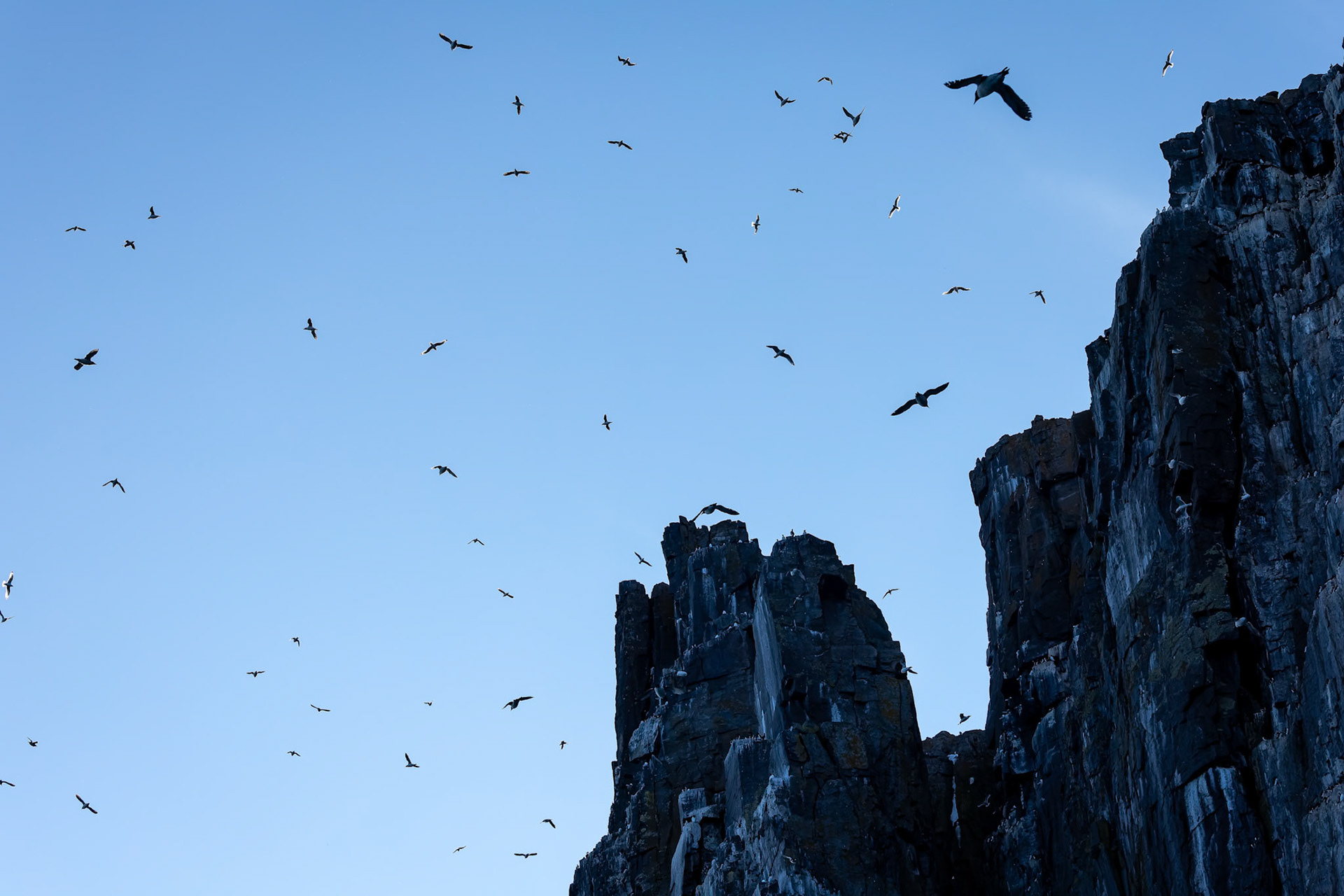 Brünnich's guillemot, Alkefjettet, Svalbard, Norway